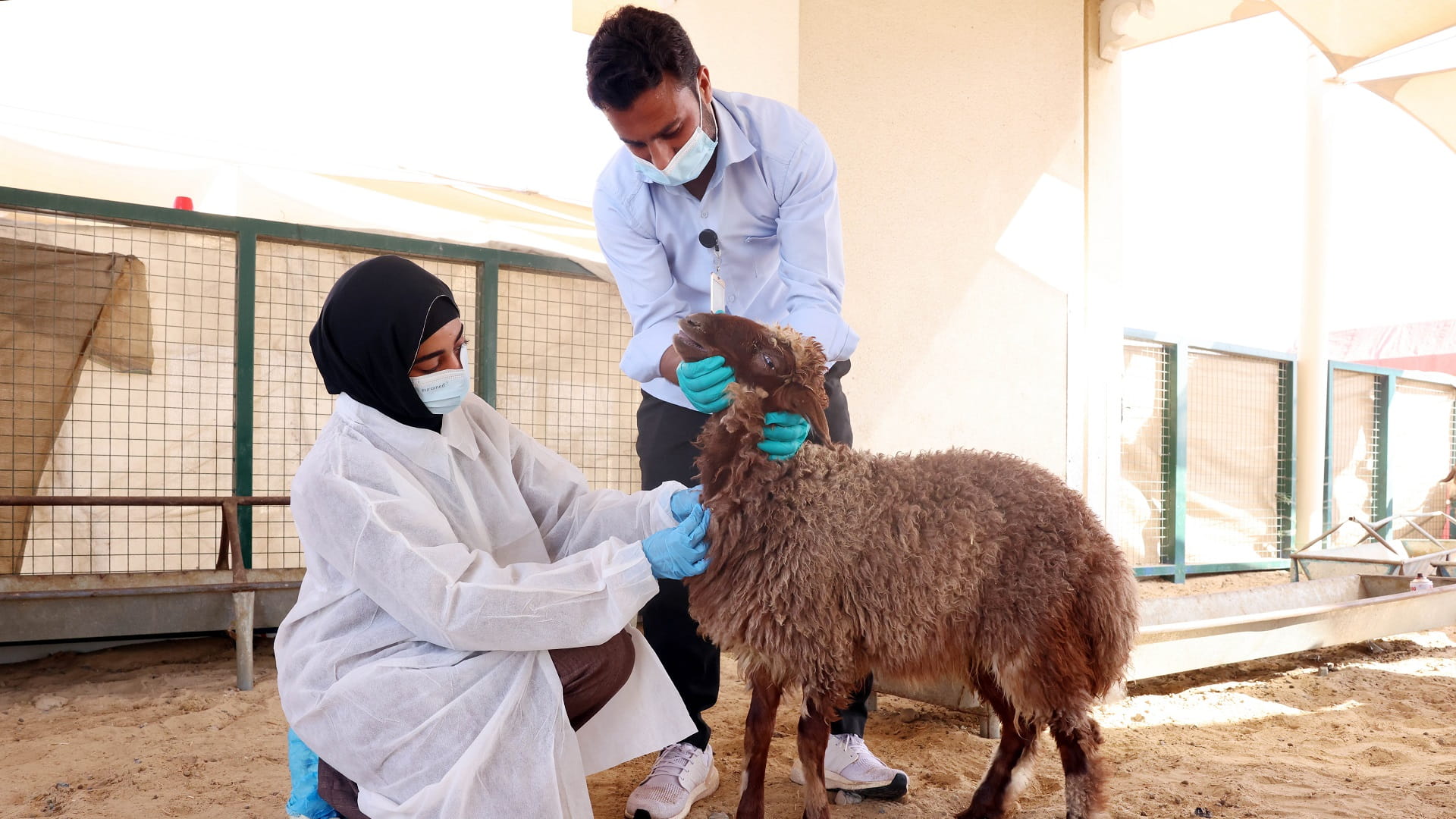 بلدية الشارقة تخصص 28 طبيباً ومساعداً بيطرياً لفحص أضاحي العيد 