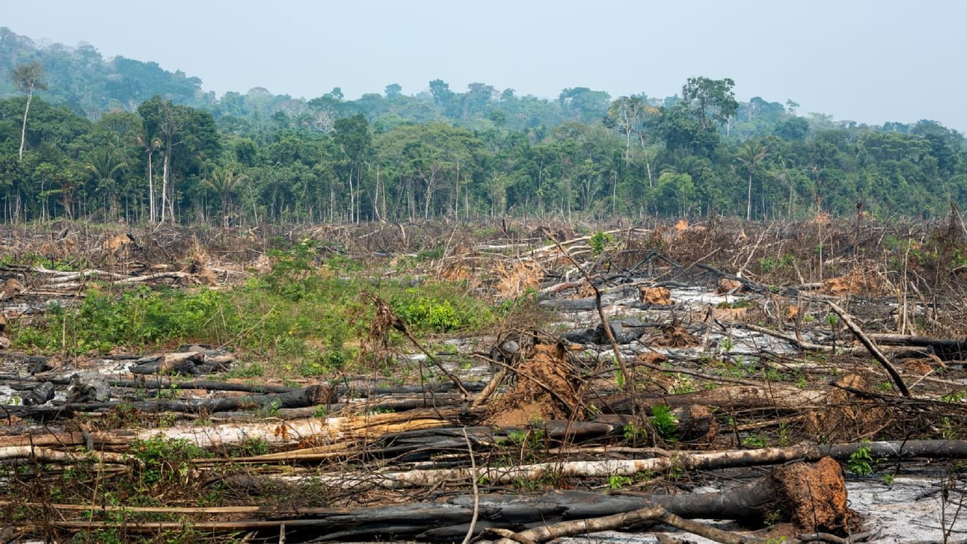 وتيرة إزالة الغابات في الأمازون تتسارع خلال الأشهر العشرة الماضية