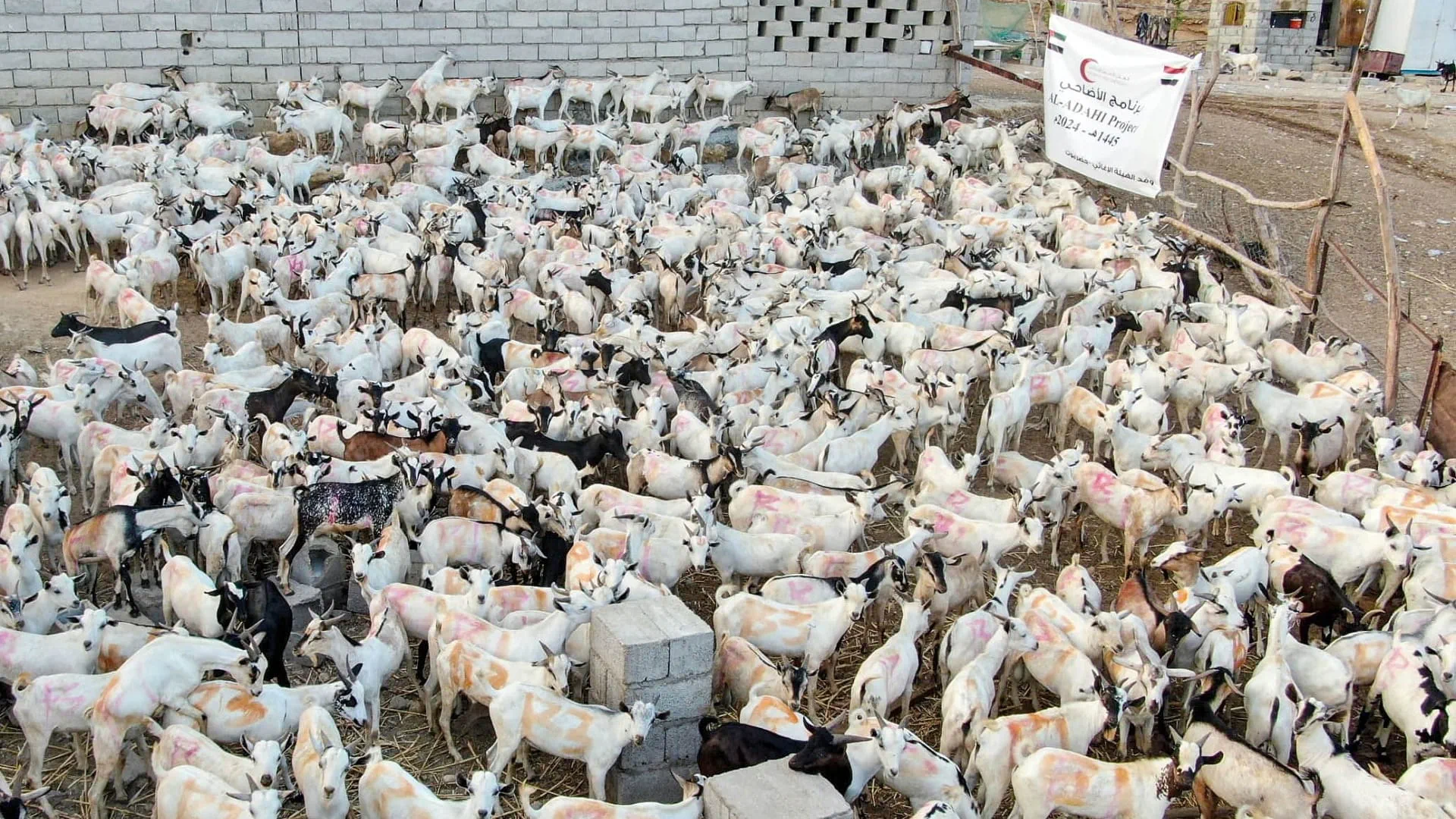  "الهلال الأحمر" توزع الأضاحي على 5 آلاف أسرة في محافظتين يمنيتين 