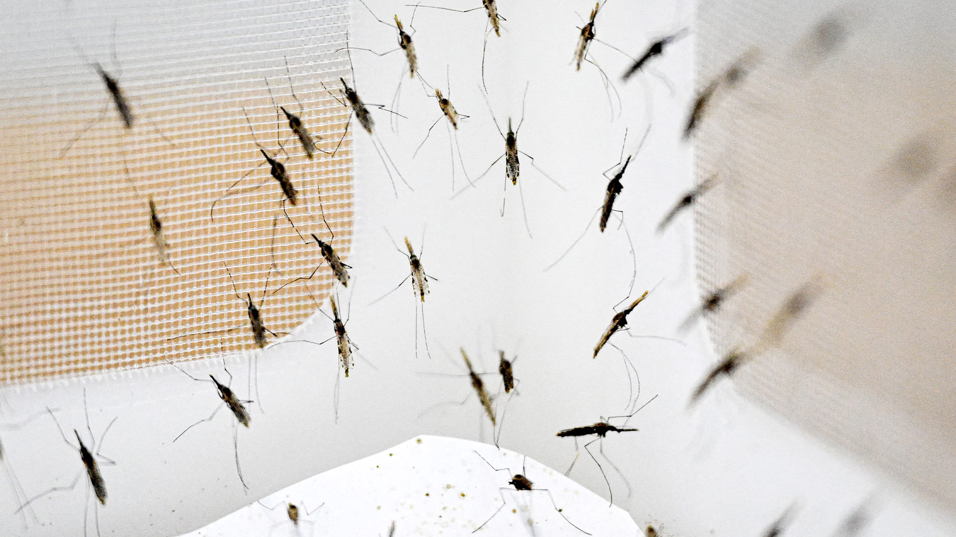 بمصائد نوعية.. الذكاء الاصطناعي يحارب البعوض الناقل للأمراض 