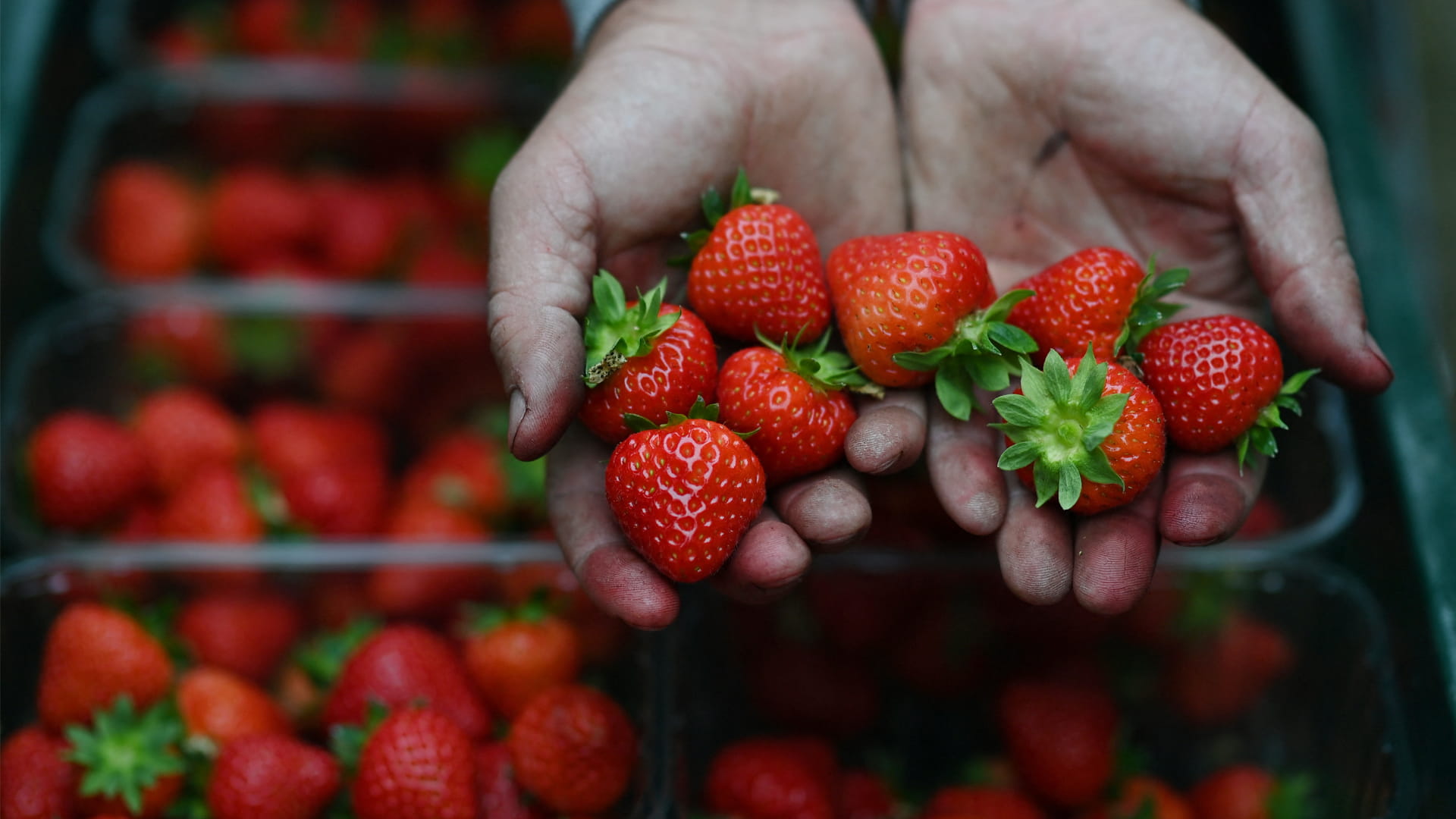 الموسم استثنائي للفراولة في بريطانيا لكنه مقلق للشمندر والبطاطا   