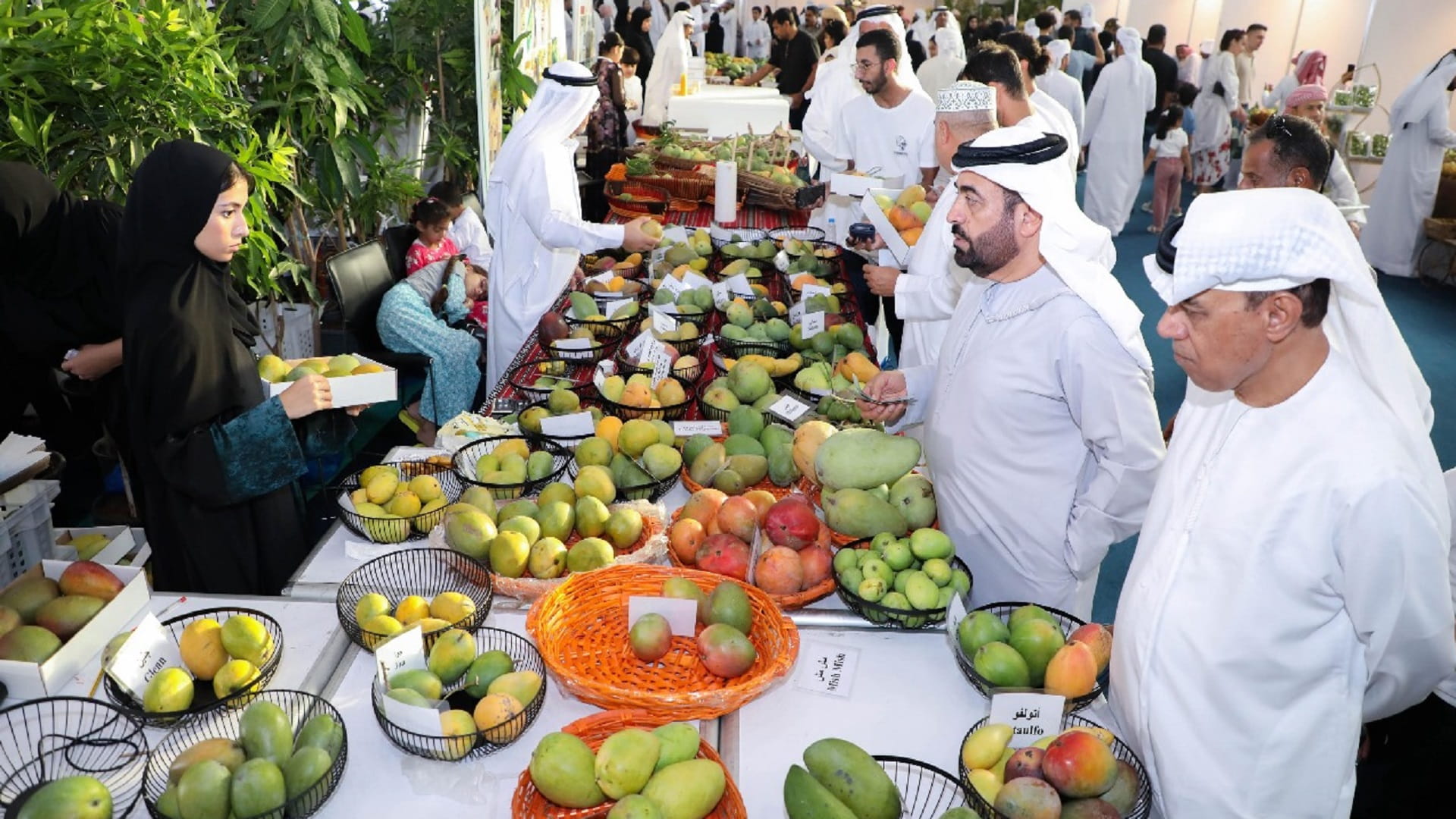 غرفة الشارقة تستعد لإطلاق فعاليات النسخة الـ4 من مهرجان المانجو  