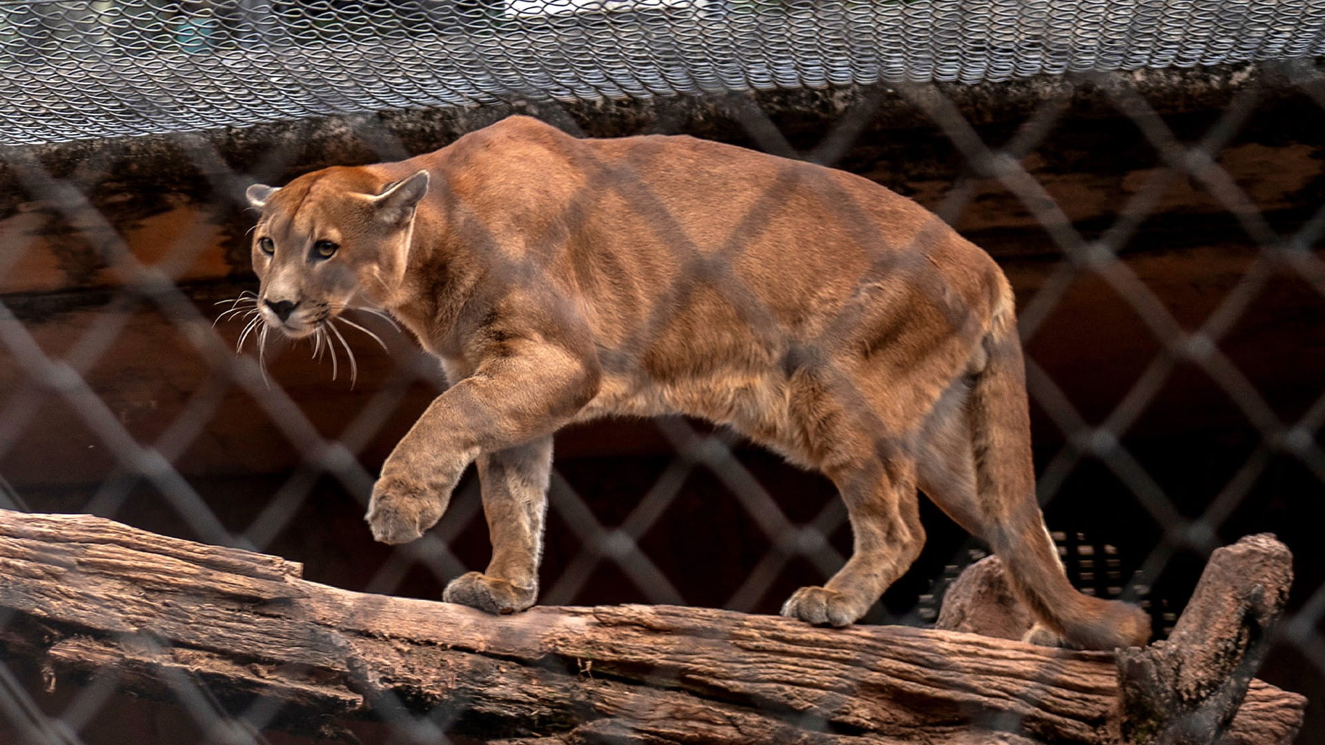 حيوانات البوما بالبرازيل مهددة بخطر الانقراض بسبب التوسع الحضري  