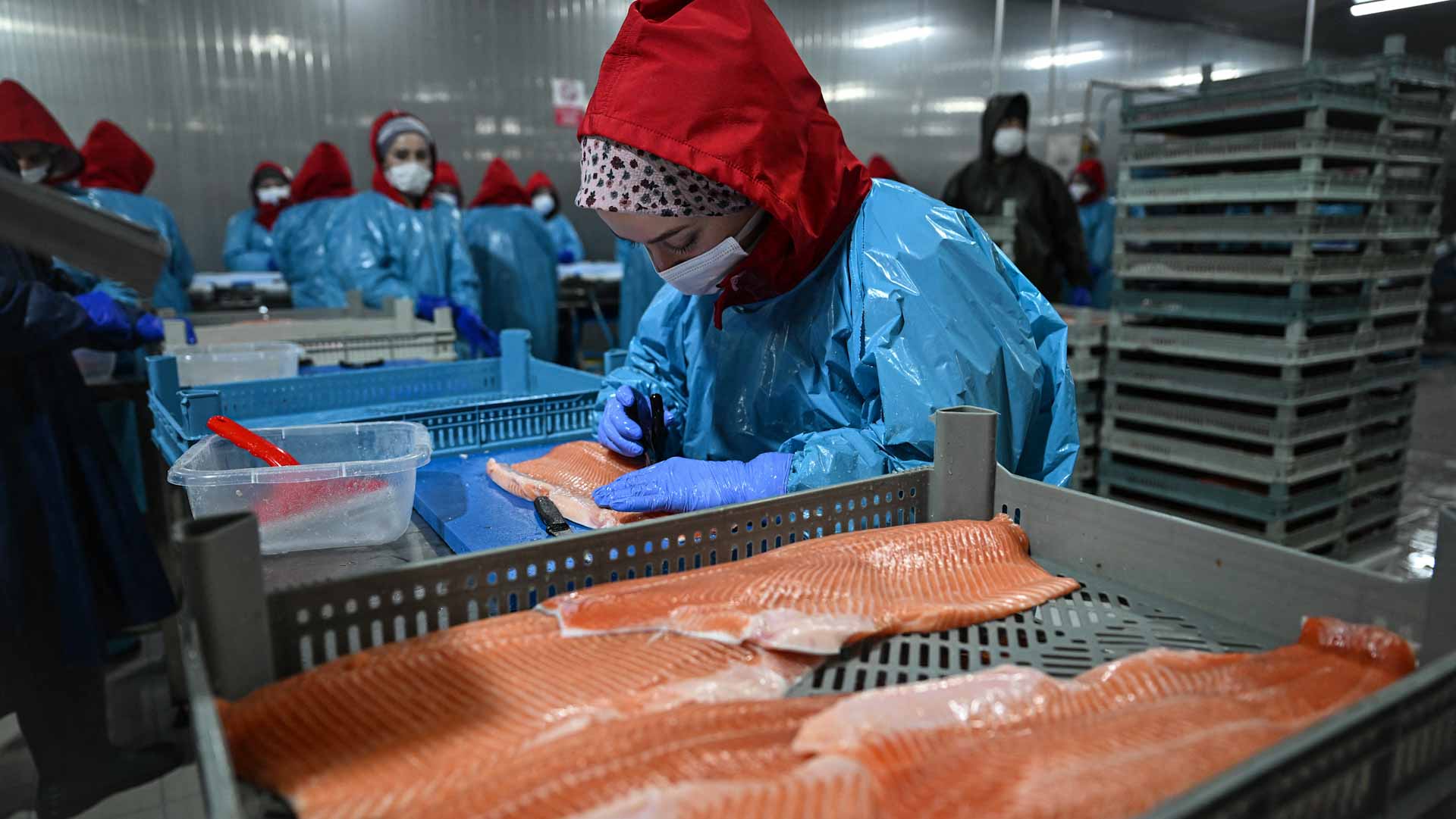 'Turkish salmon': the Black Sea's new rose-coloured gold 