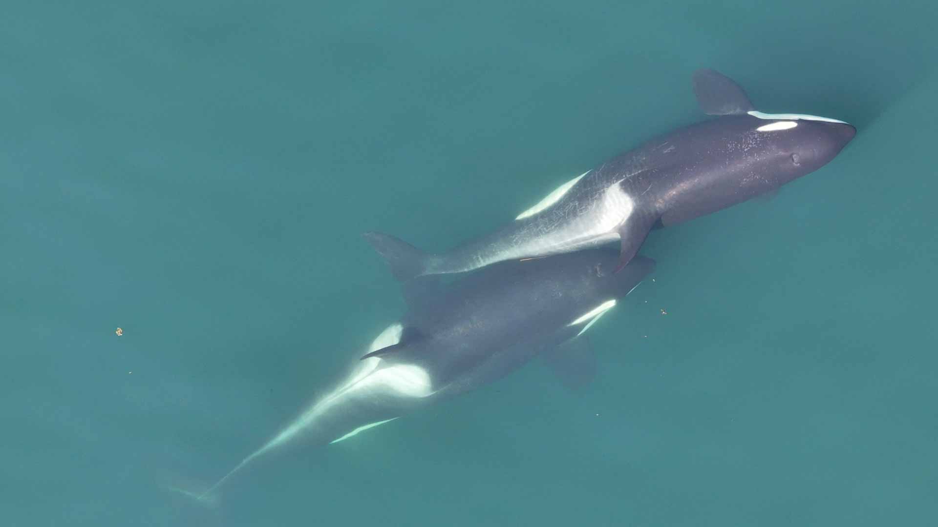 بأسلوب فذ ومبتكر.. الحيتان القاتلة تستخدم عشب البحر لتنظيف أجسادها 