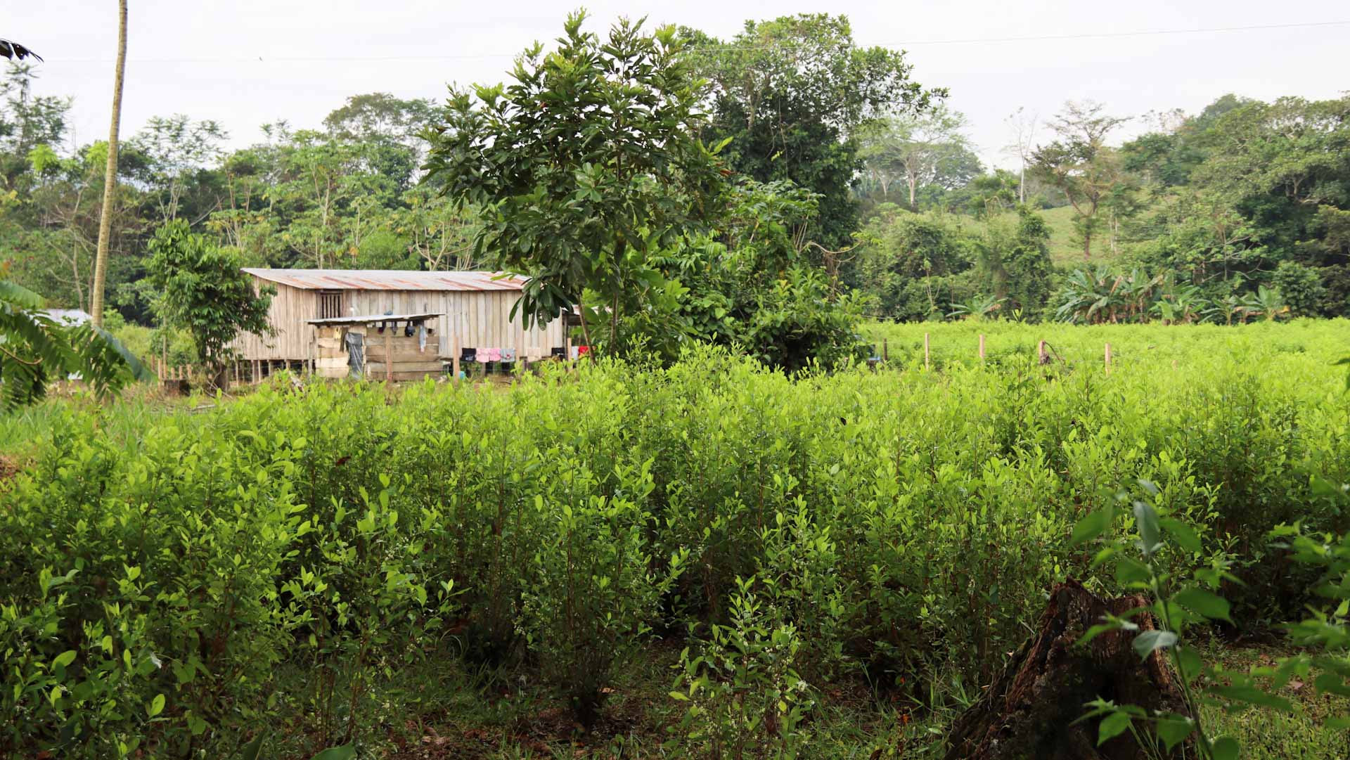 Global cocaine market hit new record highs