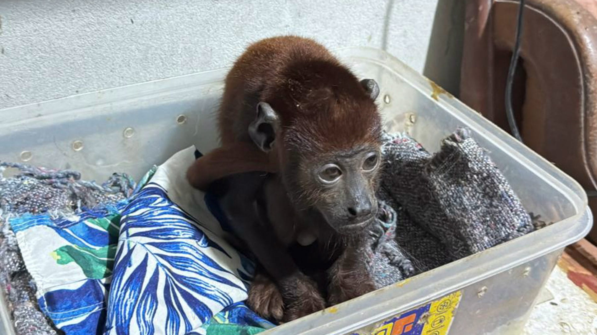 الشرطة في بيرو تُفكك شبكة دولية لتهريب الحيوانات البرية بالأمازون  