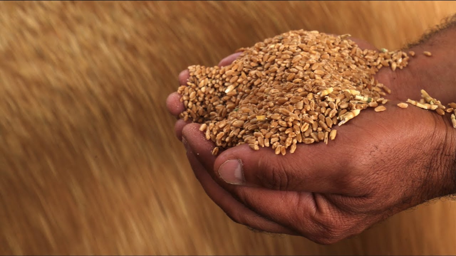 Syria's wheat war: drought fuels food crisis for 16 million 