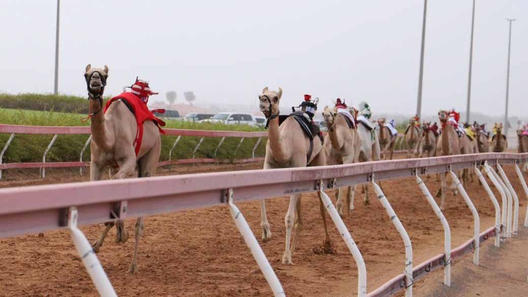 Thrilling young camel category races at Al Dhaid track 