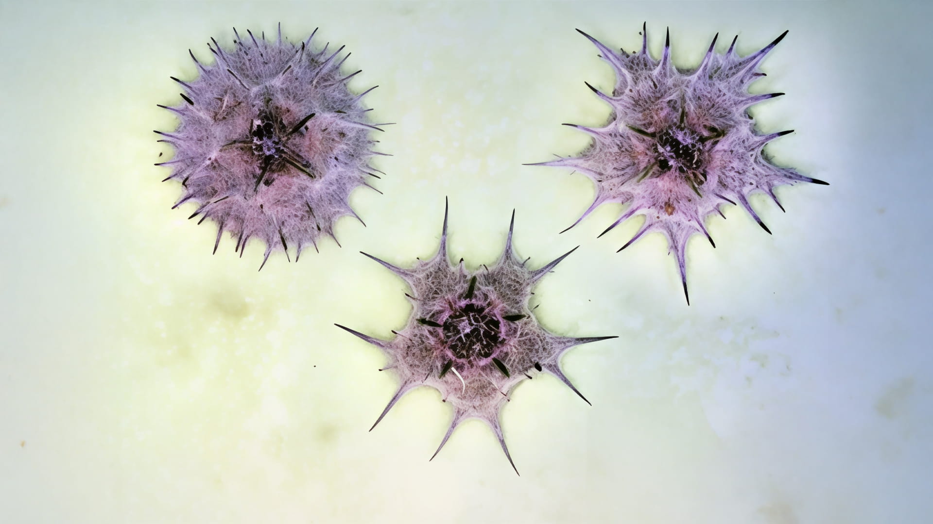 EPAA Discovery of 3 new recorded plant species in UAE 