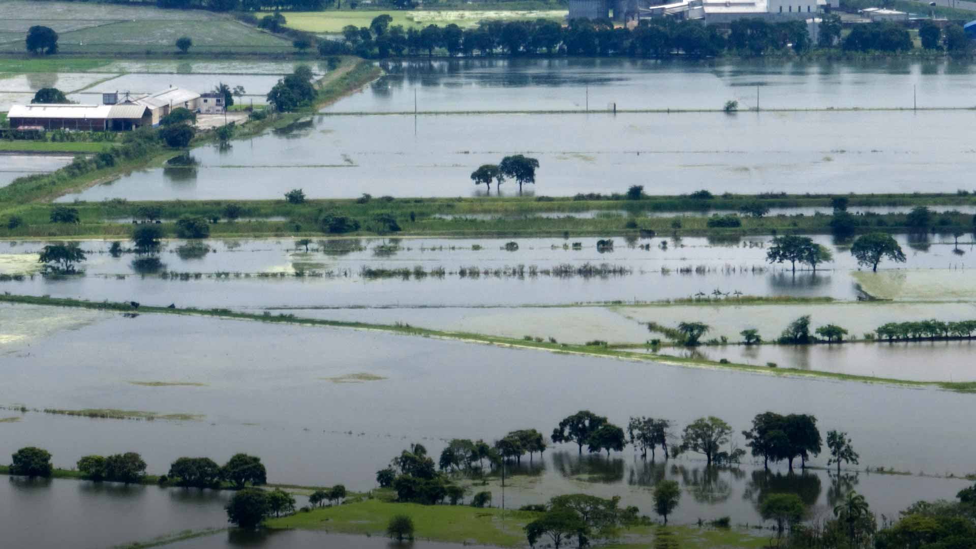  الفيضانات تزيد معاناة المزارعين وتحصد محاصيل الأرز في الإكوادور