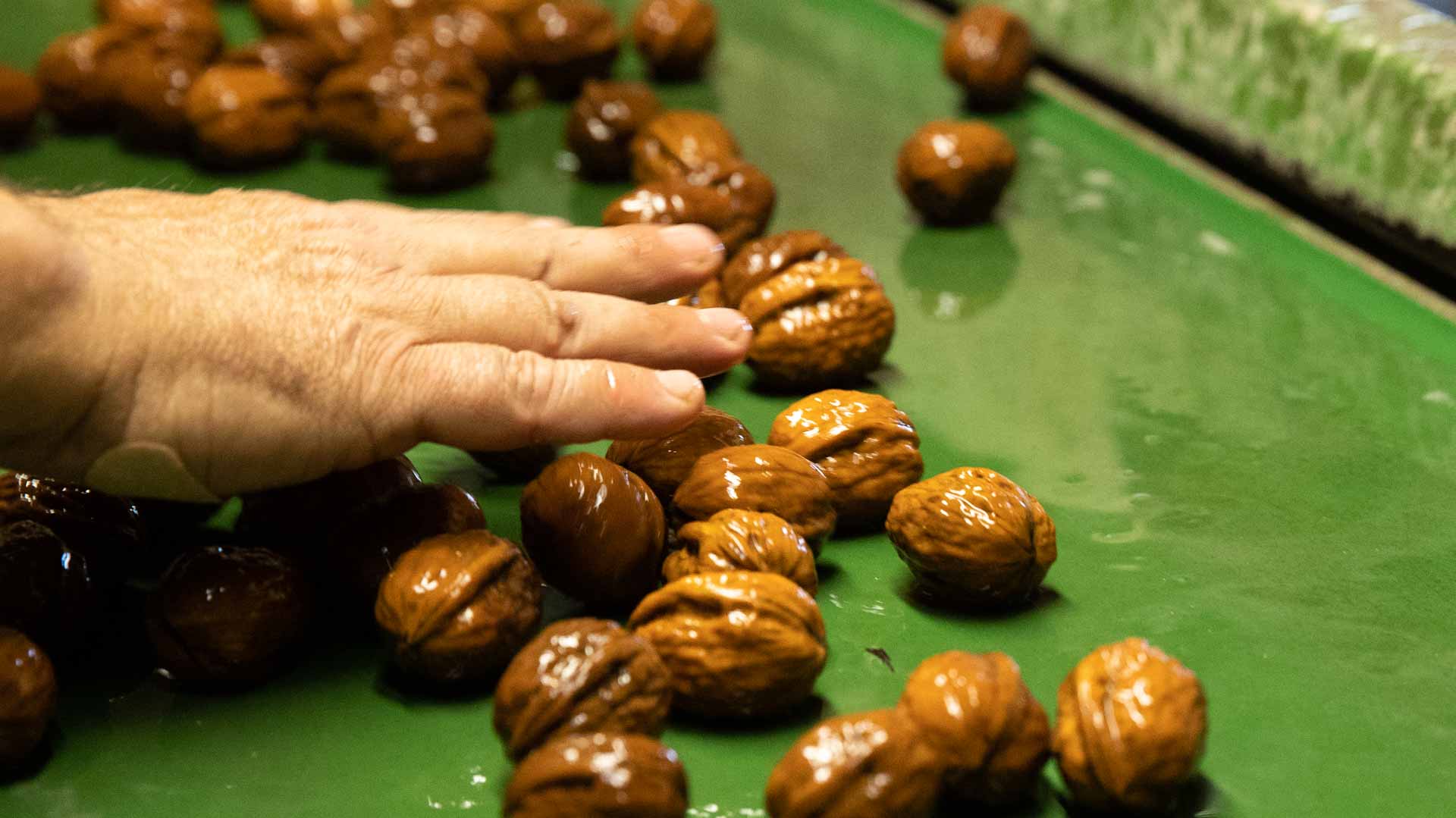 في دراسة مبشرة.. الجوز يُحسن التفكير ويساعد في إيجاد حلول مبدعة 