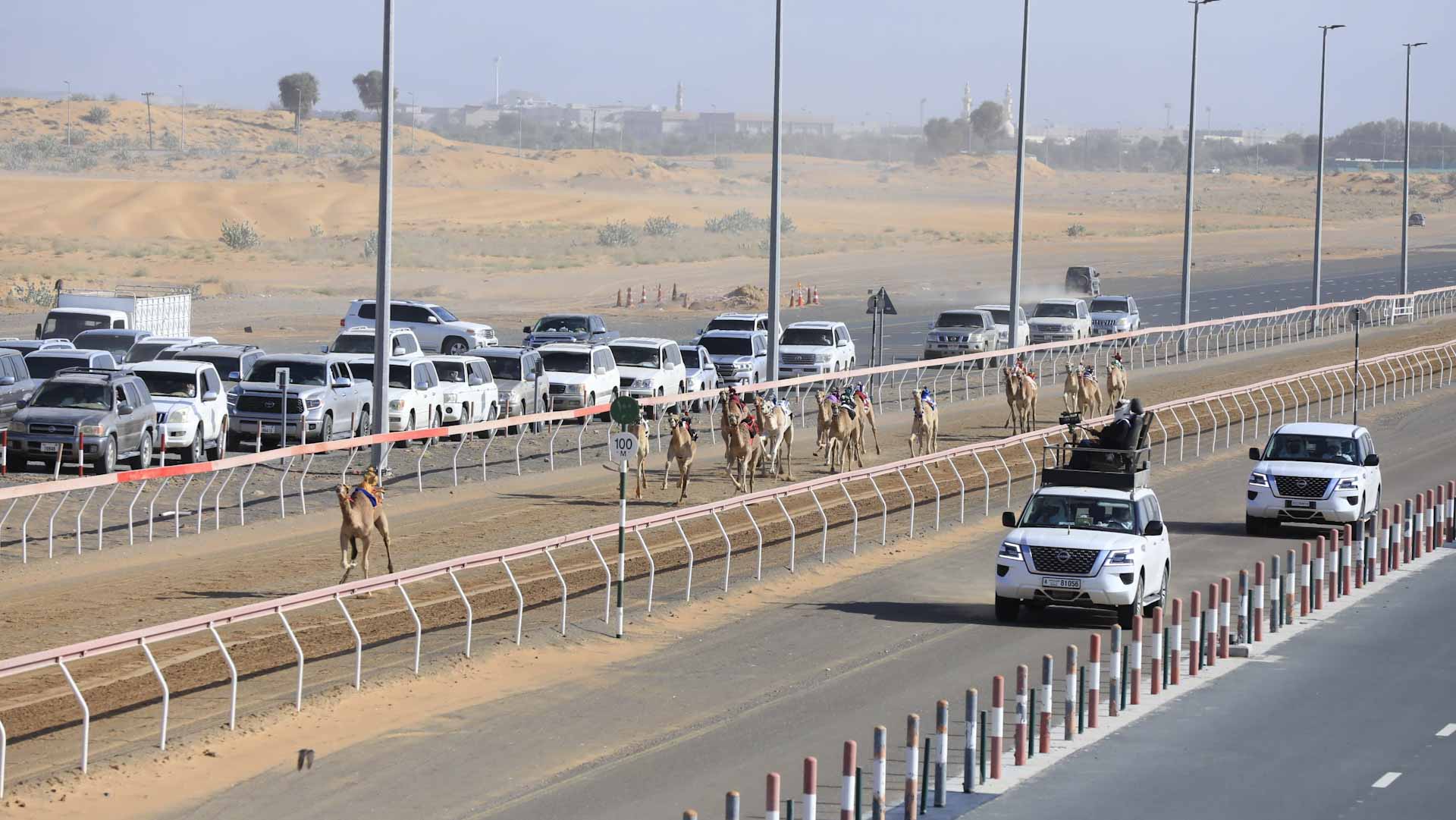 Weaning race returns to Al Dhaid under royal patronage