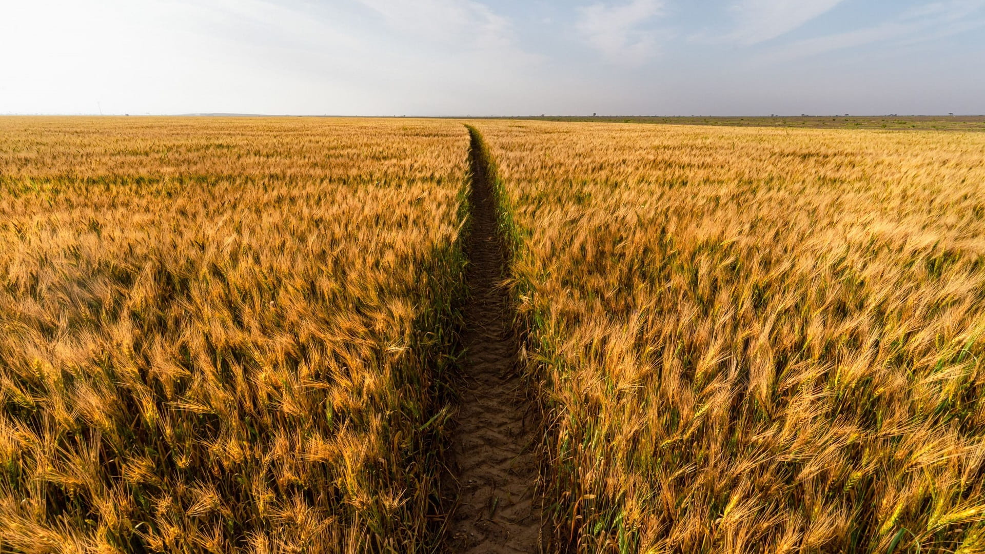 معدلات انعدام الأمن الغذائي الحاد وسوء التغذية ترتفع في العالم  