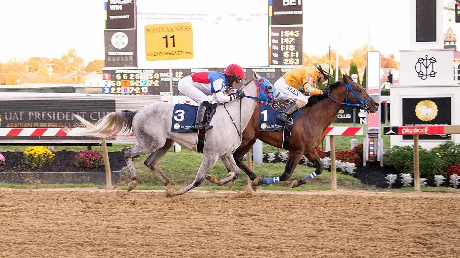 نخبة الخيول تتنافس غداً على لقب كأس رئيس الدولة في "بريكنس ستيكس" 