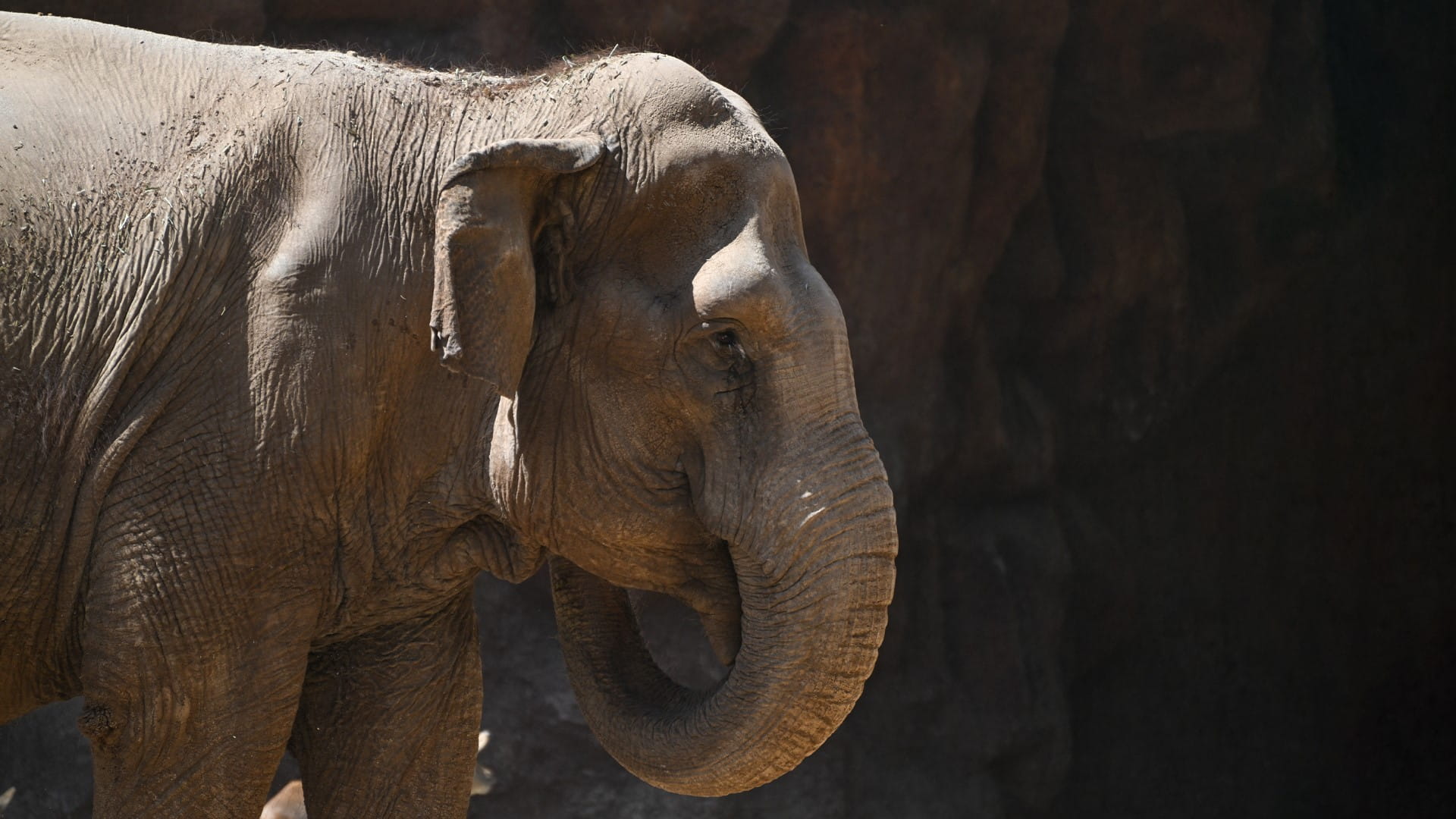 الأفيال المعاد دمجها في إحدى قرى ملاوي تقتل 12 شخصاً 