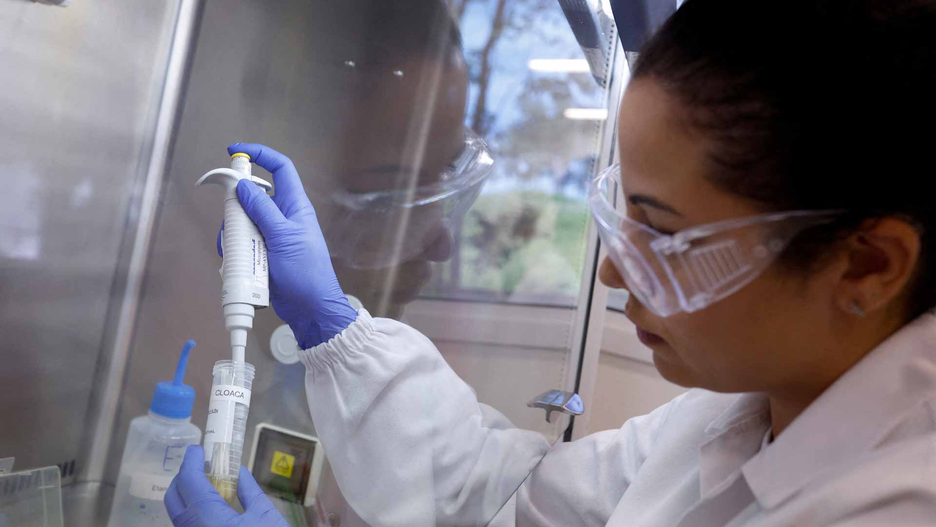 بعد ظهور أعراض..البرازيل تحقق في 6 بؤر تفش محتملة لأنفلونزا الطيور 