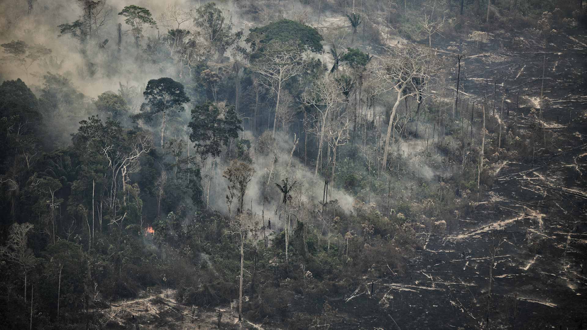 تدمير الغابات الاستوائية يبلغ أعلى مستوياته منذ 20 عاماً 