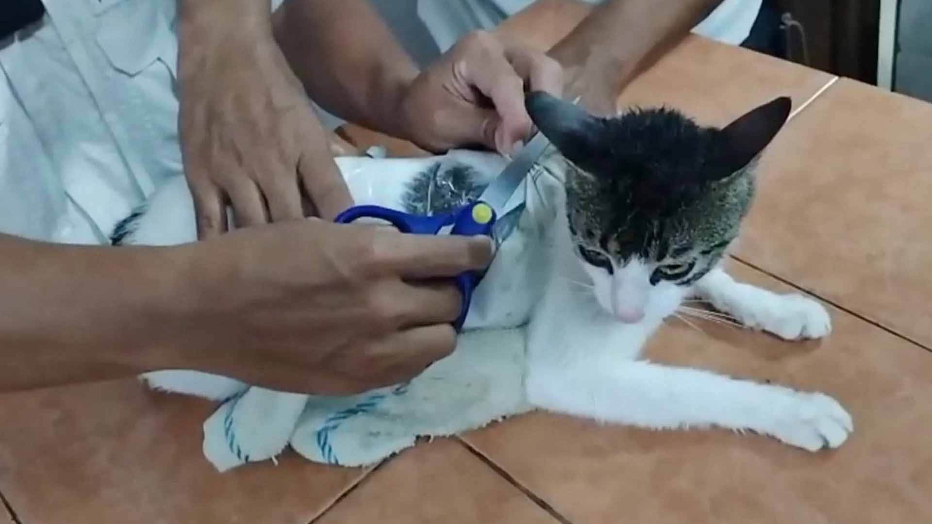 في كوستاريكا.. قطّة تنضم لعالم الجريمة وتهرّب الممنوعات