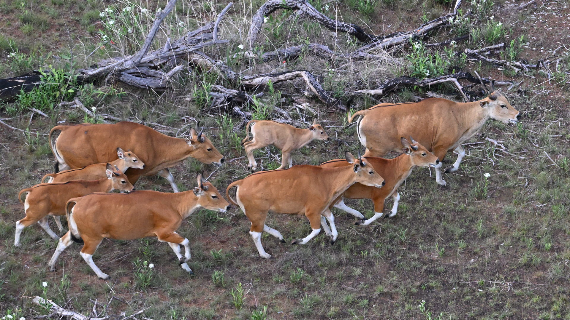 مروحية تنقل 16 بقرة من نوع "البانتنغ" إلى محمية طبيعية في كمبوديا 