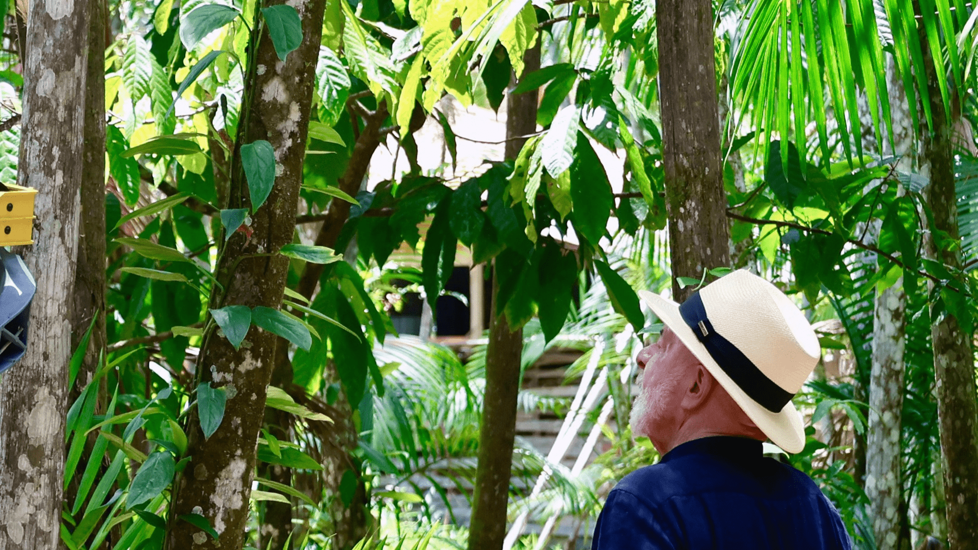 Brazil launches major rainforest protection fund at COP30