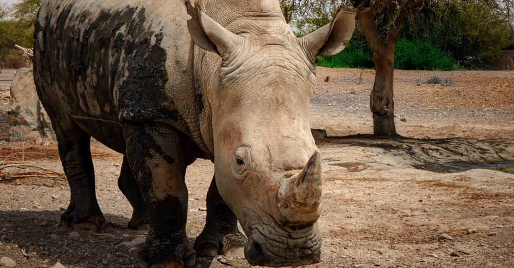 Sharjah safari boosts global wildlife conservation efforts