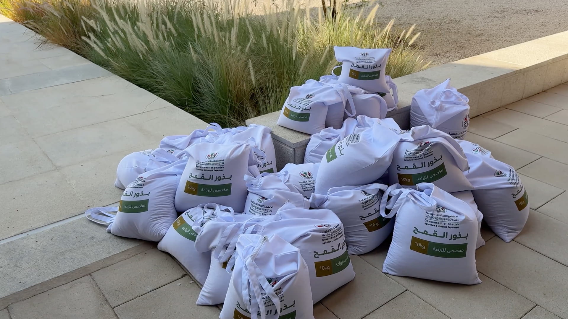 Sharjah Wheat Farm distributes 20 tons of seeds to farmers