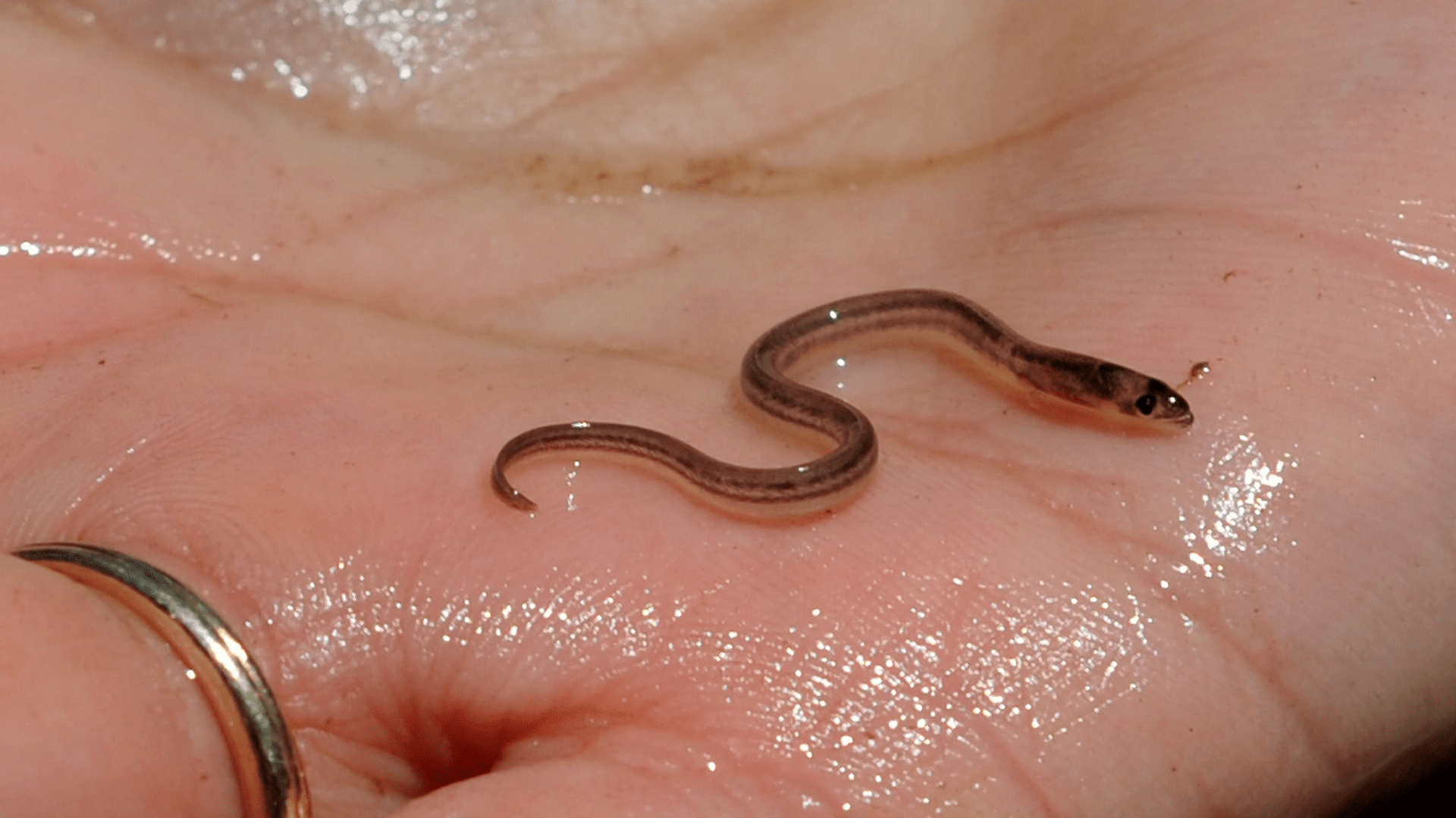 Haitian gangs profiteering from the opaque baby eel market