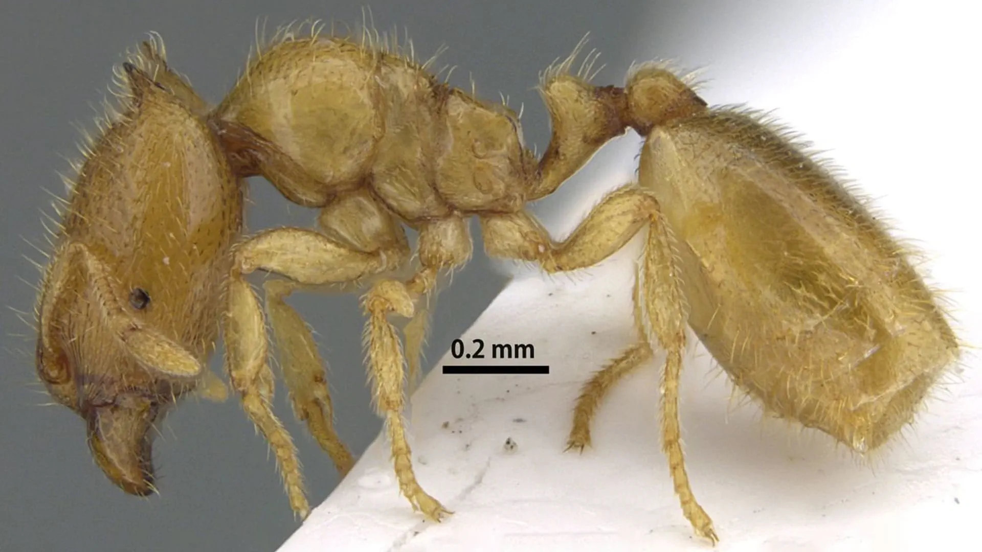EPAA discovers new and rare Ant species in Wadi Shis