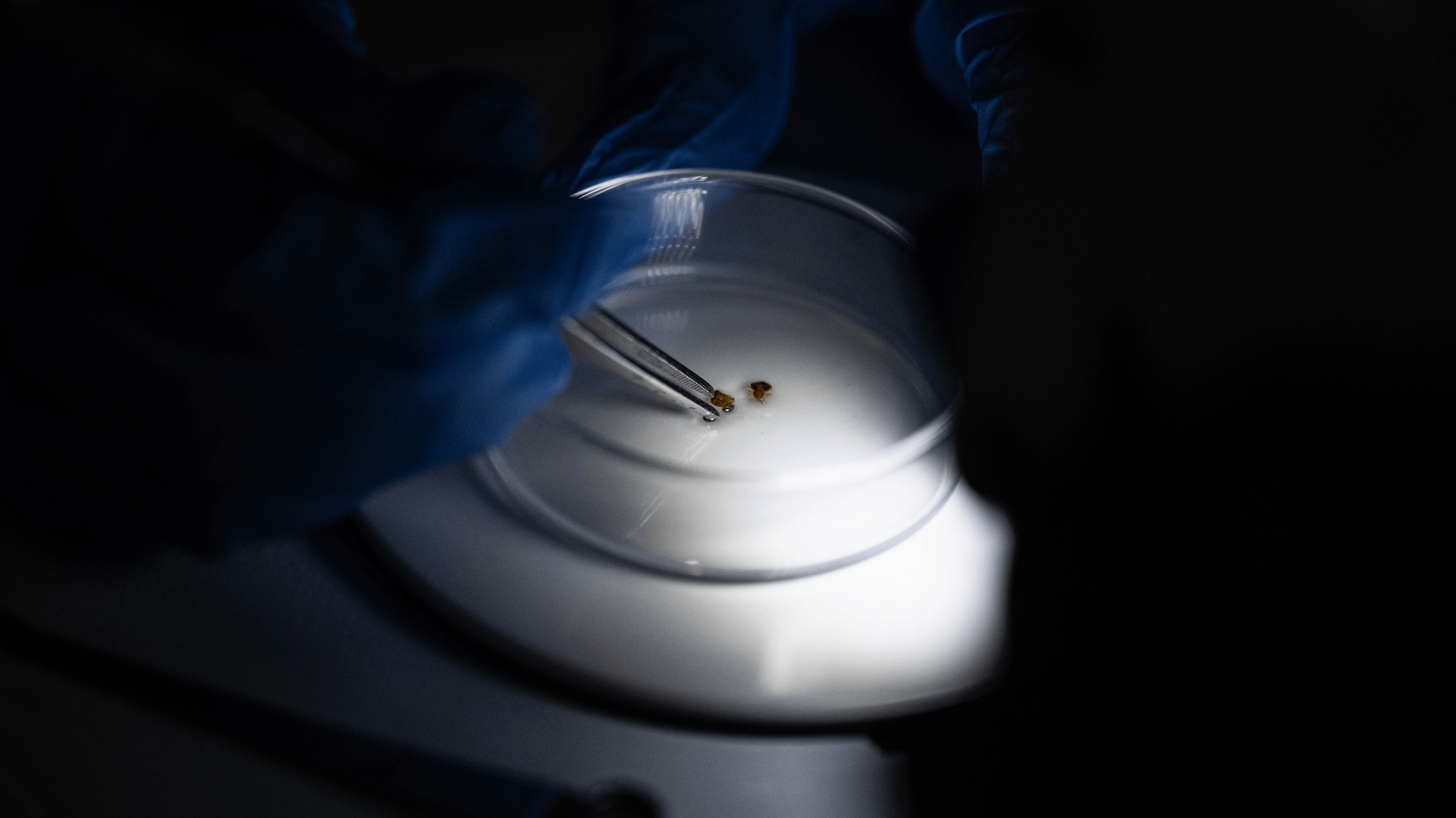 Bed bugs emerge as unlikely forensic tools in crime investigations