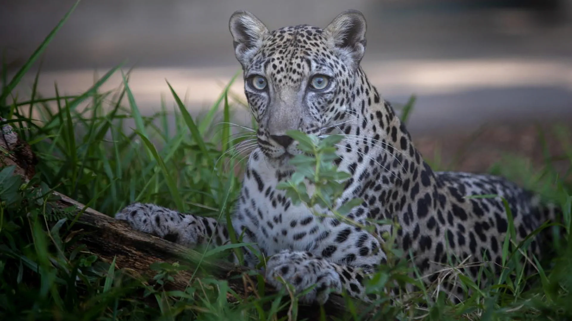 EPAA to participate in IUCN World Conservation Congress