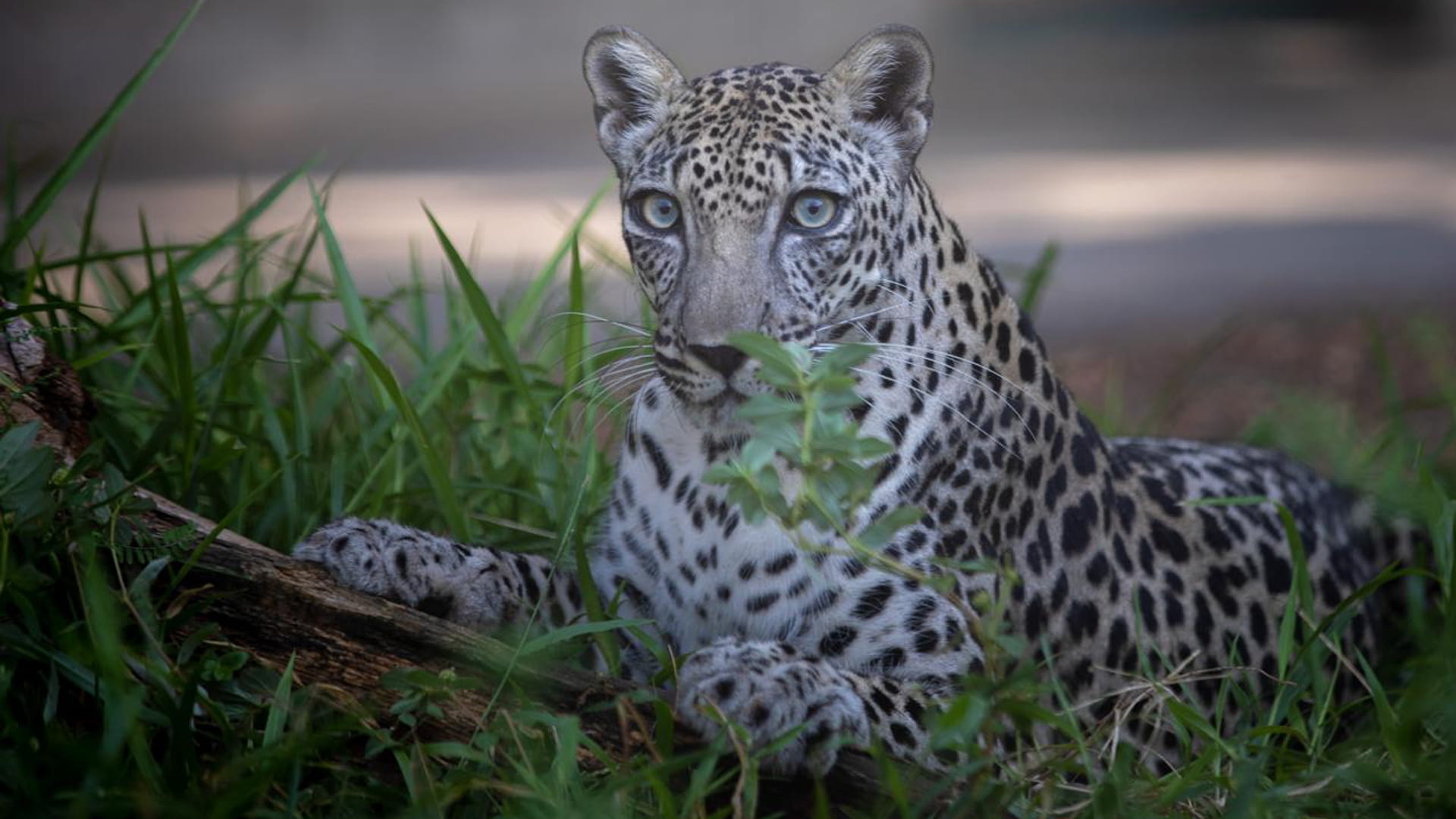 محميات الشارقة تستعد للمشاركة بالمؤتمر العالمي للحفاظ على الطبيعة  