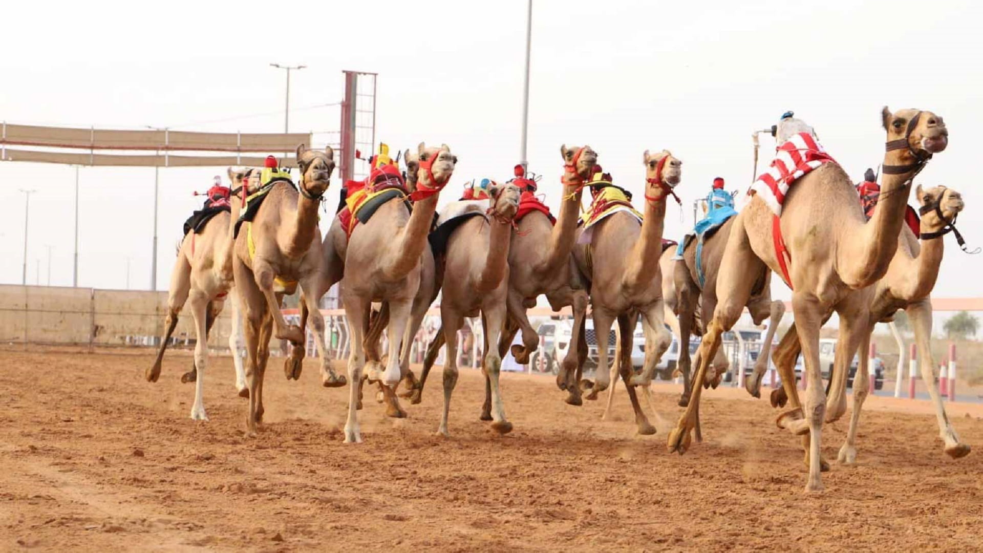 مهرجان حاكم الشارقة لسباقات الهجن الرابع ينطلق في 10 نوفمبر المقبل 