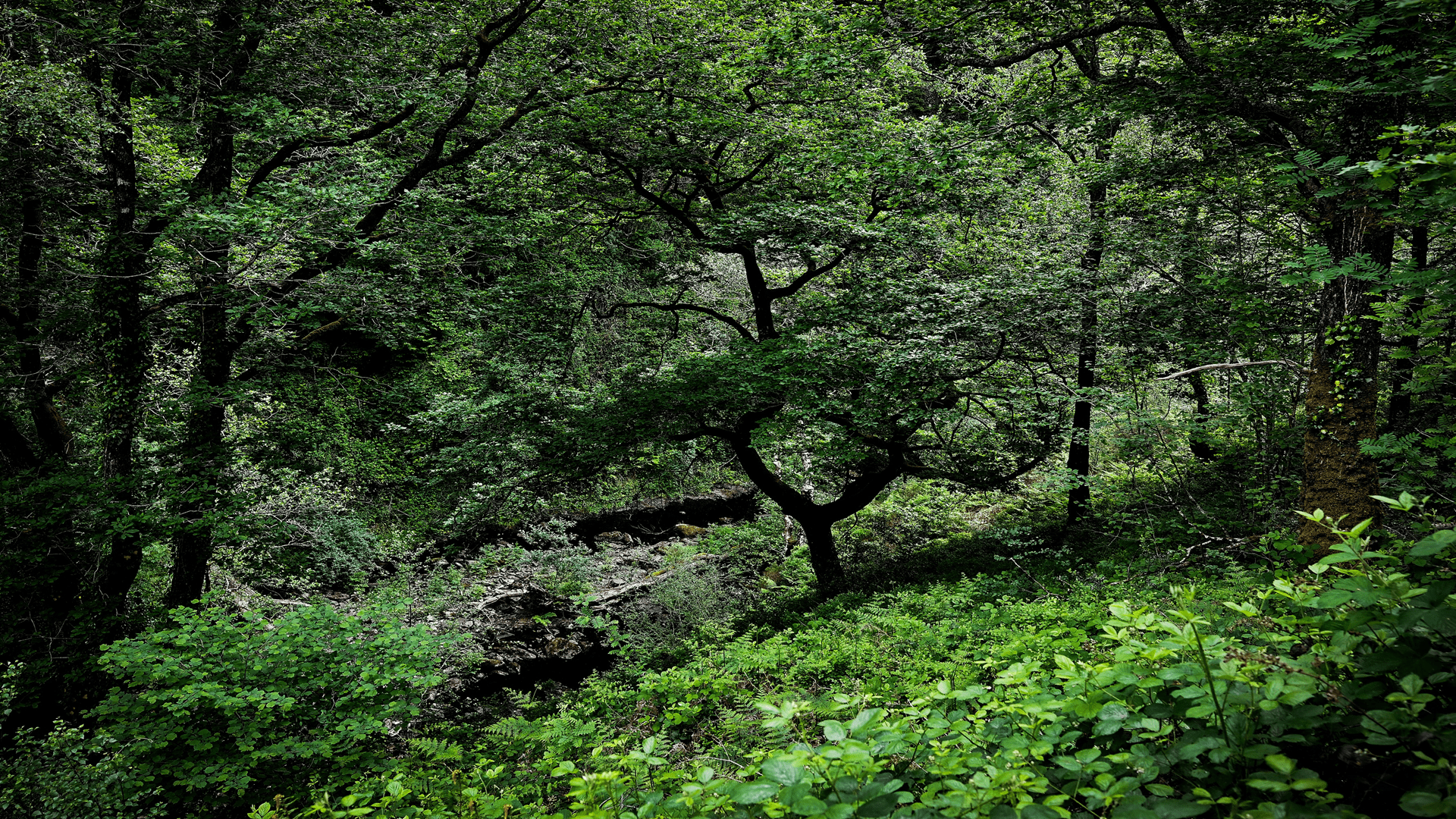 Australian rainforests no longer serve as a carbon sink 