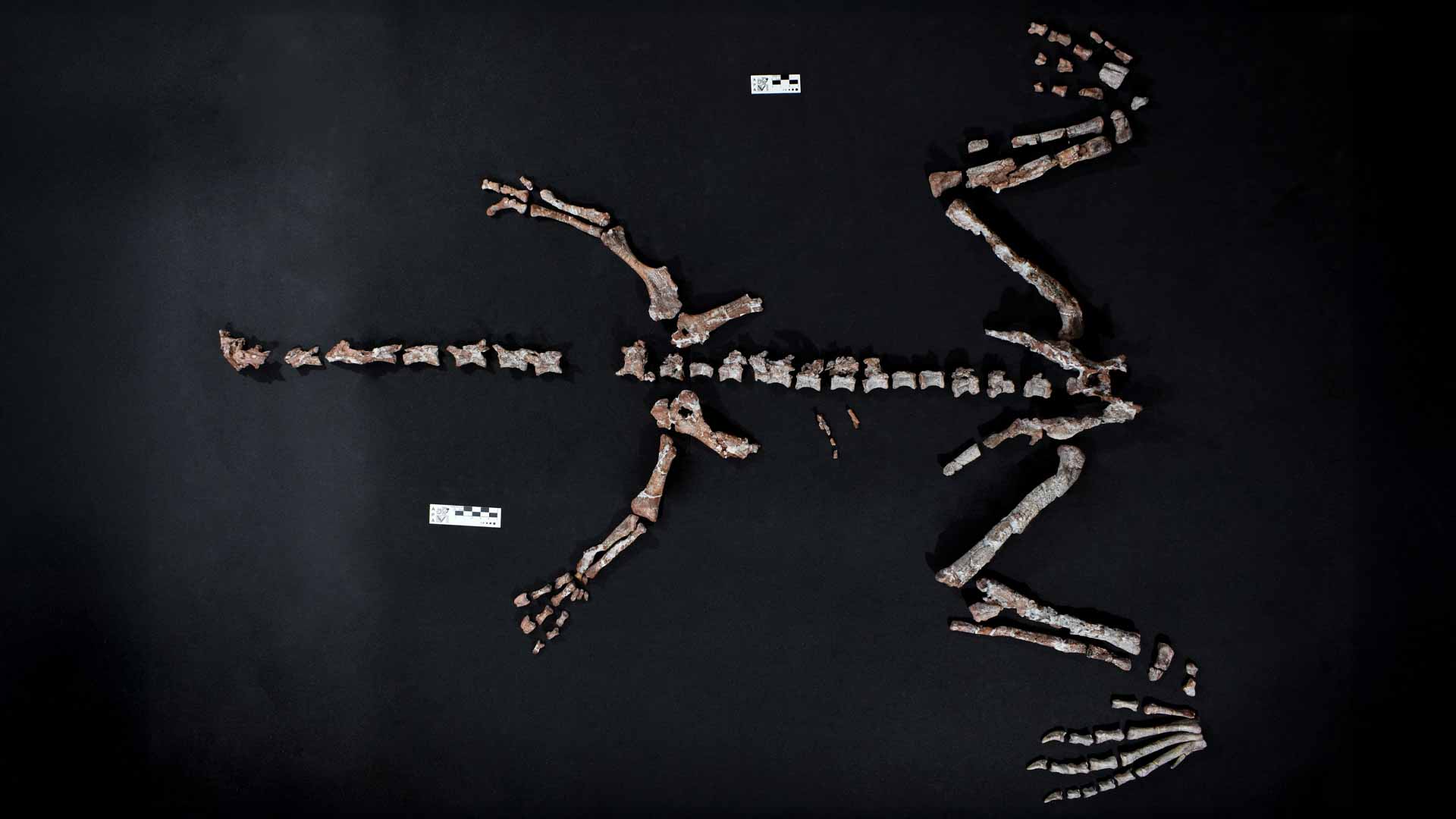 في قلب الأنديز.. ديناصور "نسيه الزمن" يظهر للنور بعد ملايين السنين