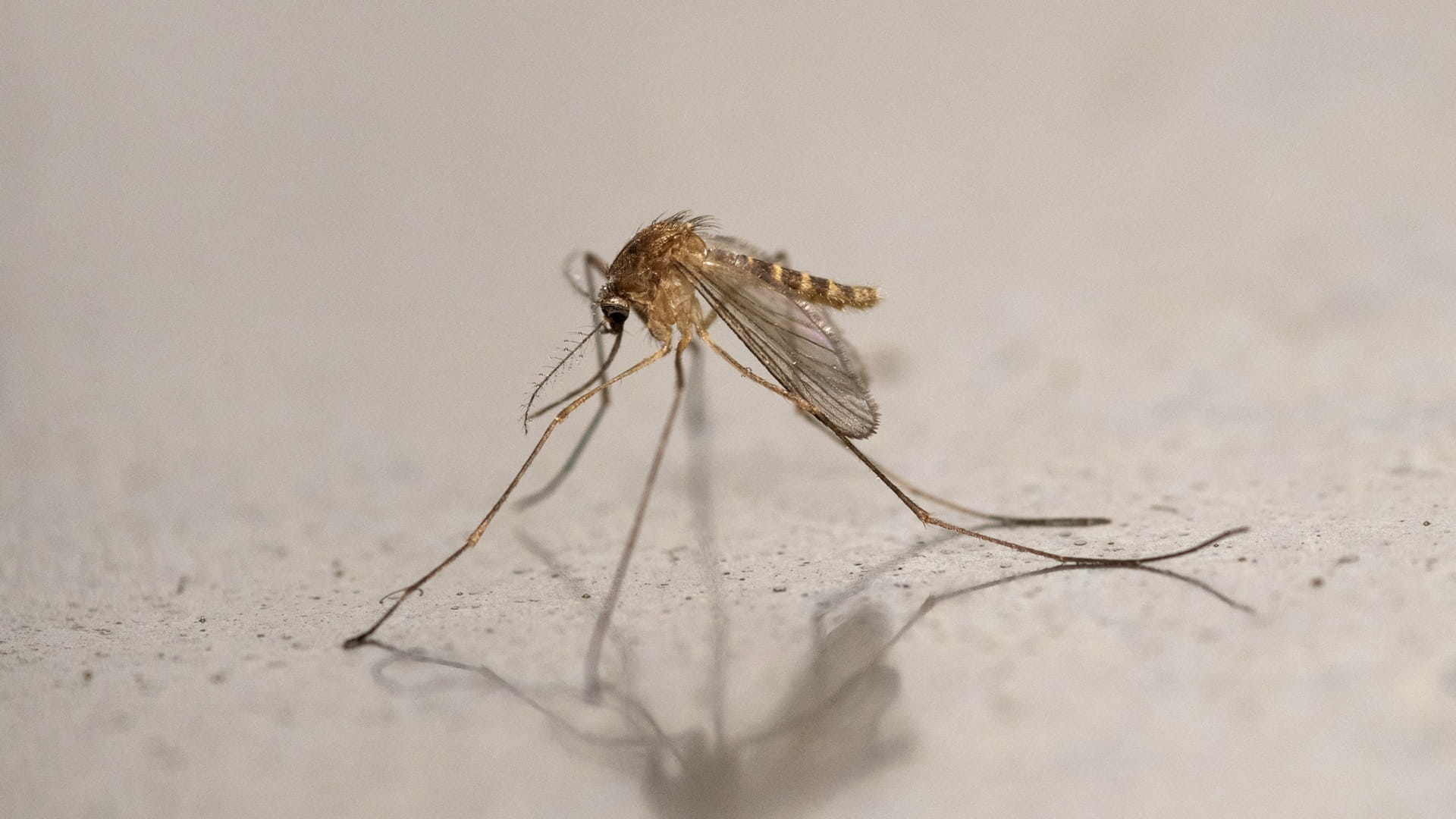 Mosquitoes discovered in Iceland for first time