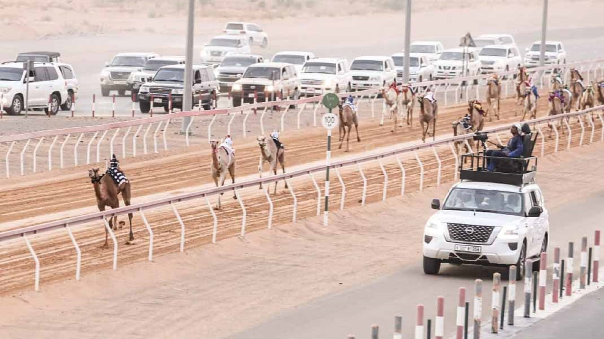 سباق شارة ديوان رئيس الدولة ينطلق بميدان الذيد لسباقات الهجن