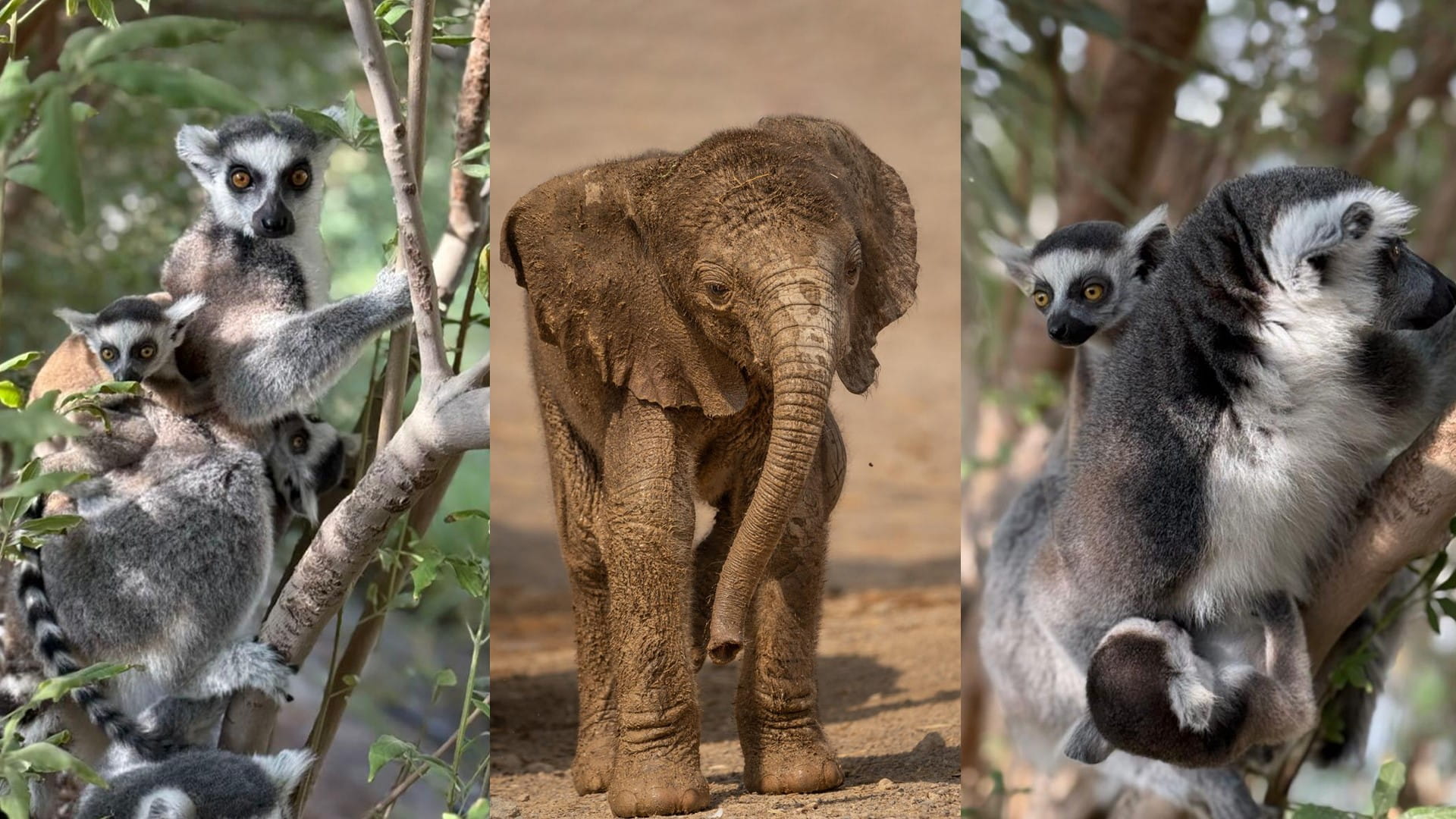 لتعزيز الأمن الغذائي ودعم الاقتصاد المحلي   شراكة استراتيجية لدعم مزارعي الشارقة وتسهيل وصول منتجاتهم للأسواق     أوضح سعادة الدكتور المهندس خليفة مصبح الطنيجي رئيس دائرة الزراعة والثروة الحيوانية، أنه تنفيذاً لتوجيهات صاحب السمو الشيخ الدكتور سلطان بن محمد القاسمي، عضو المجلس الأعلى، حاكم الشارقة، الهادفة إلى دعم وتمكين المجتمع الزراعي، عقدت دائرة الزراعة والثروة الحيوانية في الشارقة لقاءً تنسيقياً جمع بين المزارعين وقطاع التجزئة والجمعيات التعاونية، بهدف بناء جسور التعاون، وتحقيق التكامل المنشود.   الشارقة24 - عبد الحميد أبونصر:    تنفيذاً لتوجيهات صاحب السمو الشيخ الدكتور سلطان بن محمد القاسمي، عضو المجلس الأعلى حاكم الشارقة، بدعم وتمكين المجتمع الزراعي، عقدت دائرة الزراعة والثروة الحيوانية بالشارقة لقاءً تنسيقياً جمع بين المزارعين وقطاع التجزئة والجمعيات التعاونية.   وأفاد سعادة الدكتور المهندس خليفة مصبح الطنيجي، رئيس الدائرة، أن اللقاء يهدف إلى بناء جسور التعاون بين المزارعين والقطاع الخاص، وذلك تحت إشراف ومتابعة حكومية لضمان    وأضاف الطنيجي في تصريحات لـ “الشارقة 24 أنه تم خلال اللقاء صياغة مقترحات ونموذج عملي للشراكة بين الطرفين، بمشاركة بلديات الإمارة، مما سيسهم في تسويق منتجات المزارعين بشكل أفضل وضمان استقرار توزيعها في الأسواق الكبرى.   وأكد أن هذه المبادرة ستخلق حلقة متكاملة بين القطاعين العام والخاص، وتضمن استمرارية واستدامة تسويق المنتجات الزراعية المحلية، مما يعزز الأمن الغذائي ويدعم الاقتصاد المحلي.   