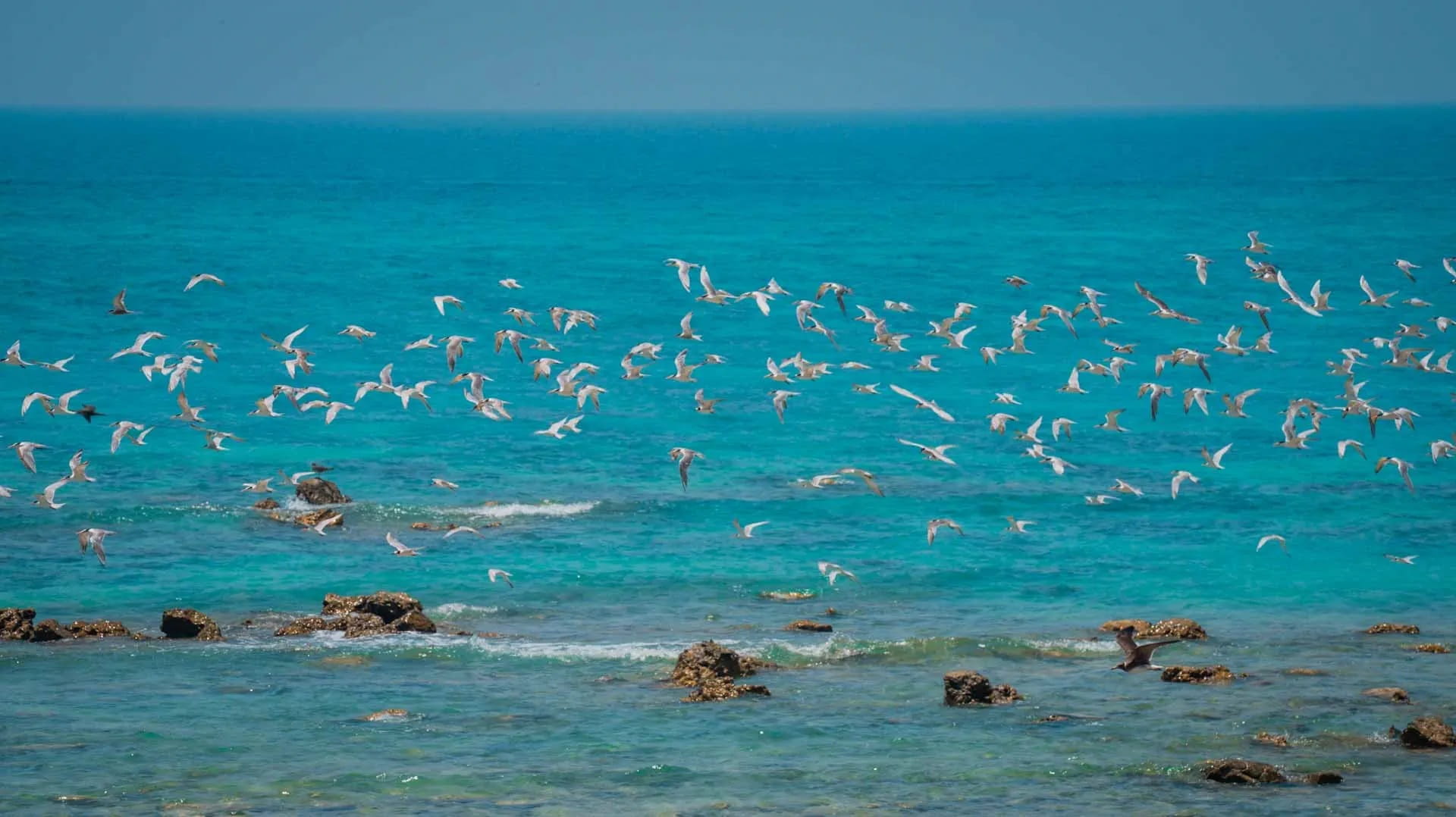 Sir Bu Nair Festival kicks off at Al Heera Beach Oct 16