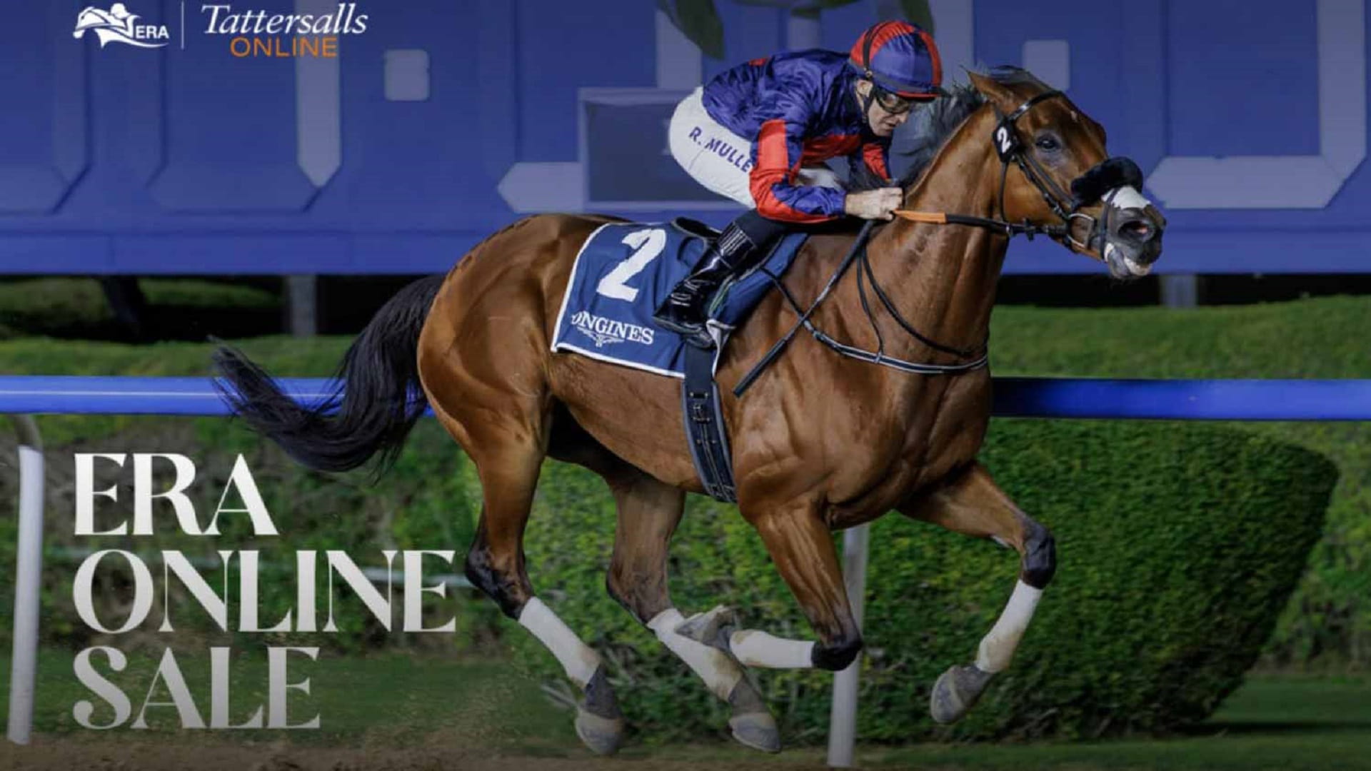 مزاد هيئة الإمارات لسباق الخيل يسجل مشاركة قياسية بزيادة 154%