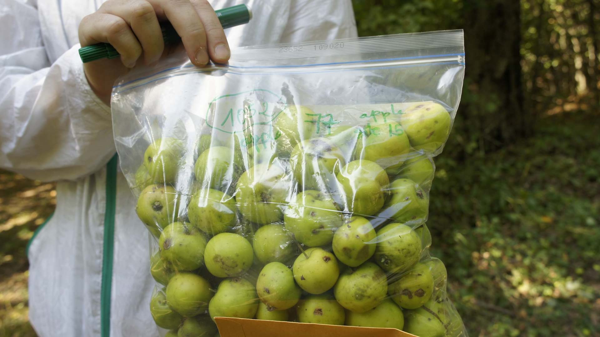 NYU Abu Dhabi study explores evolution of apples 