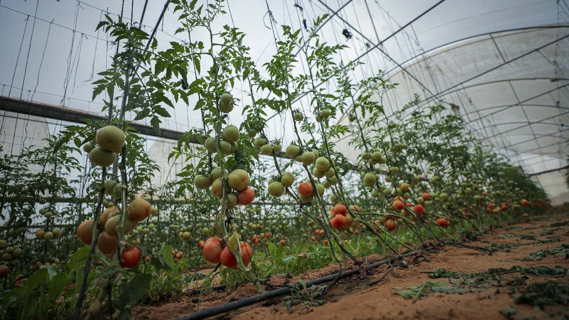 TBHF builds livelihoods while protecting the planet