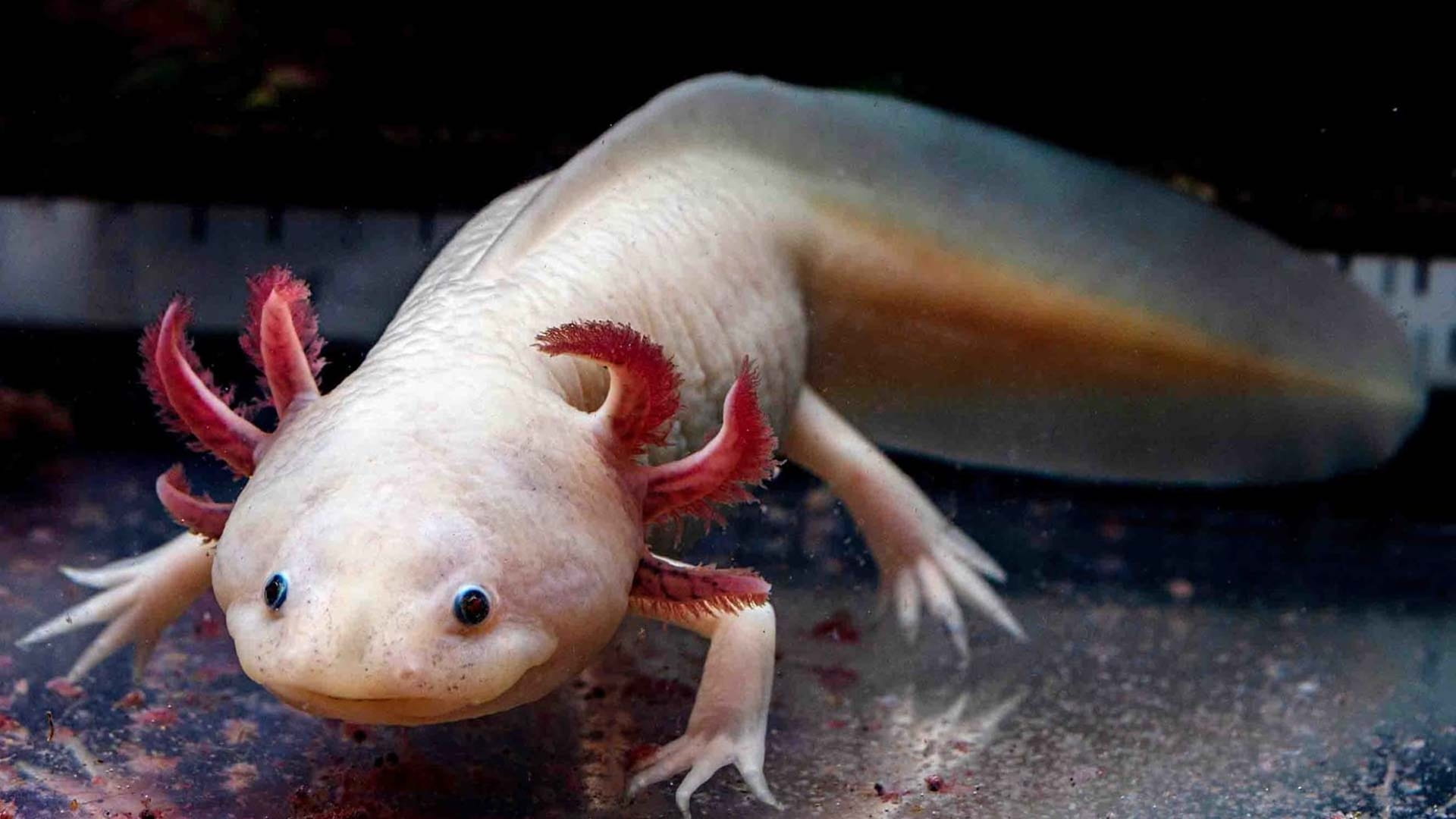 Aquatic creature may hold key to human limb regeneration