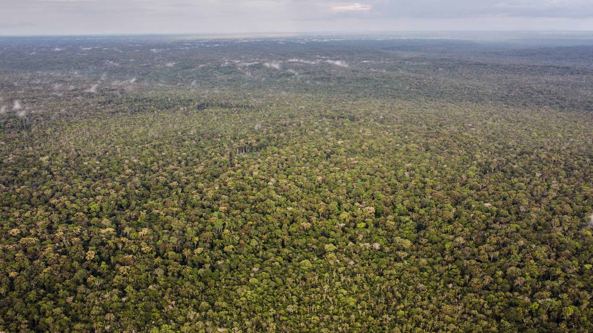 Tropical forest loss eases after record year
