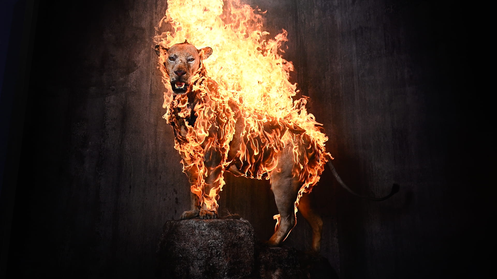 التصوير الفوتوغرافي يختبر قدرة الجمال في وصف الحقائق القاسية 