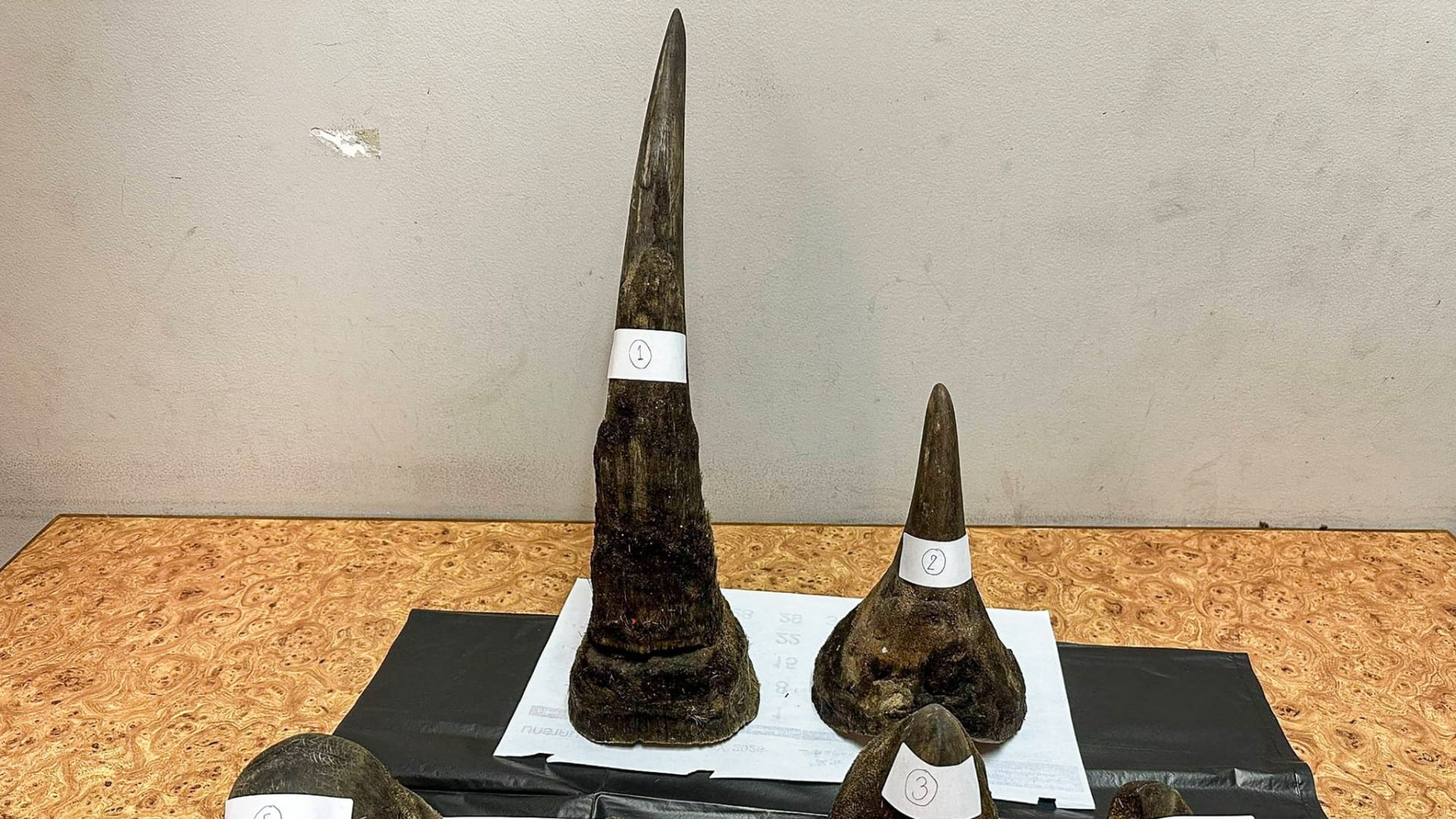 Man arrested in Thailand for smuggling rhino horn 