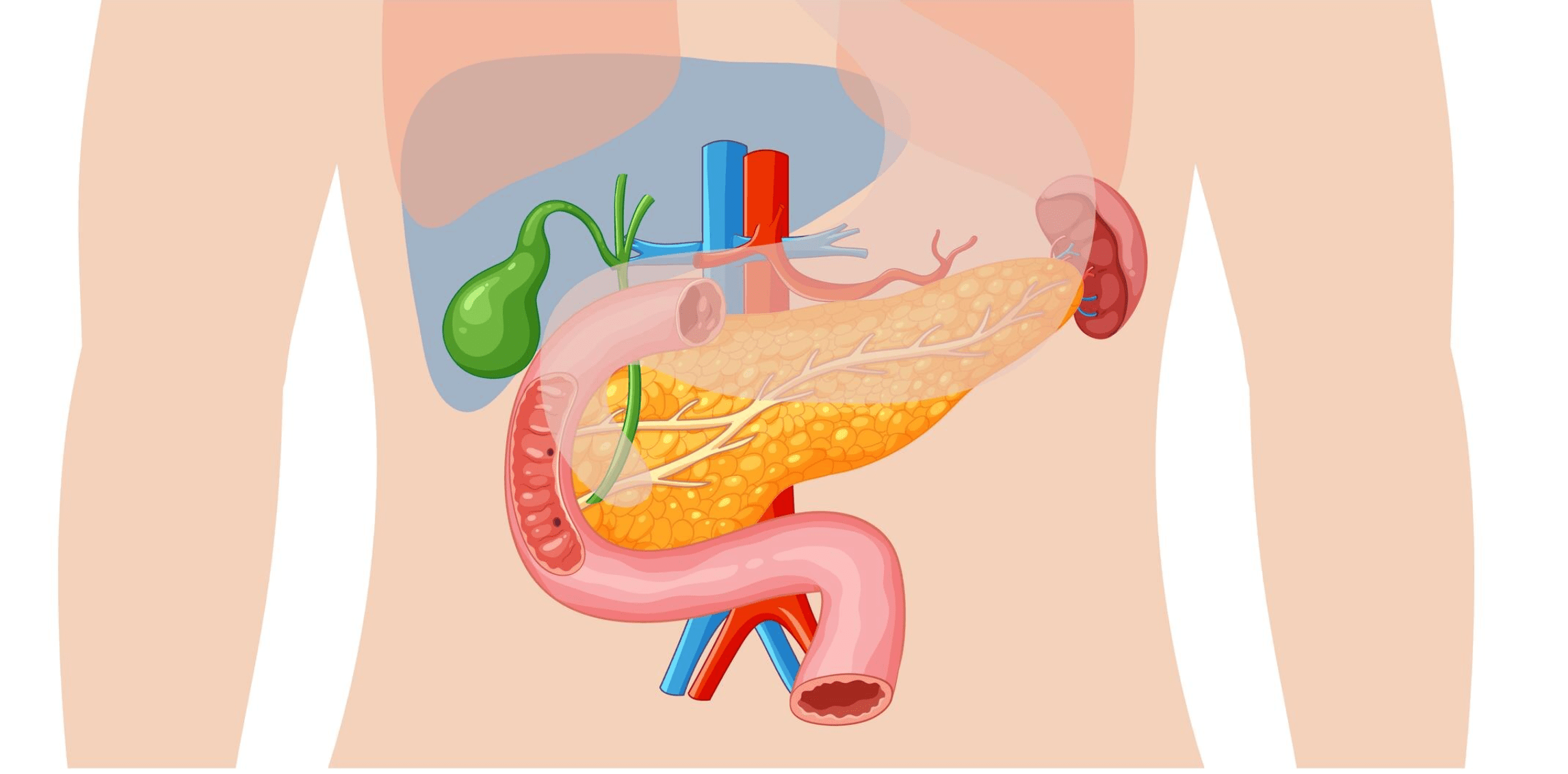 في بحث جديد.. بروتين غامض يكشف سر انتقال الأحماض الصفراوية بالجسم