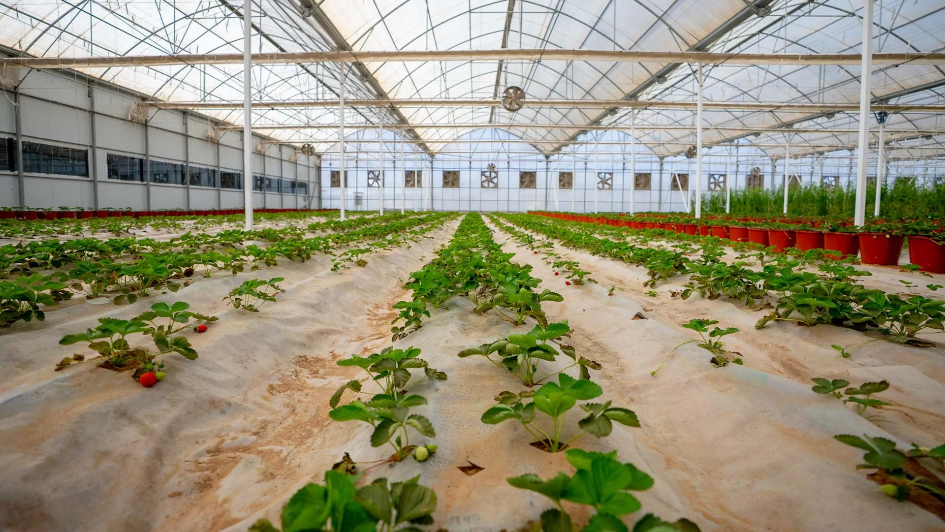 Gheras advances integrated farming in Sharjah