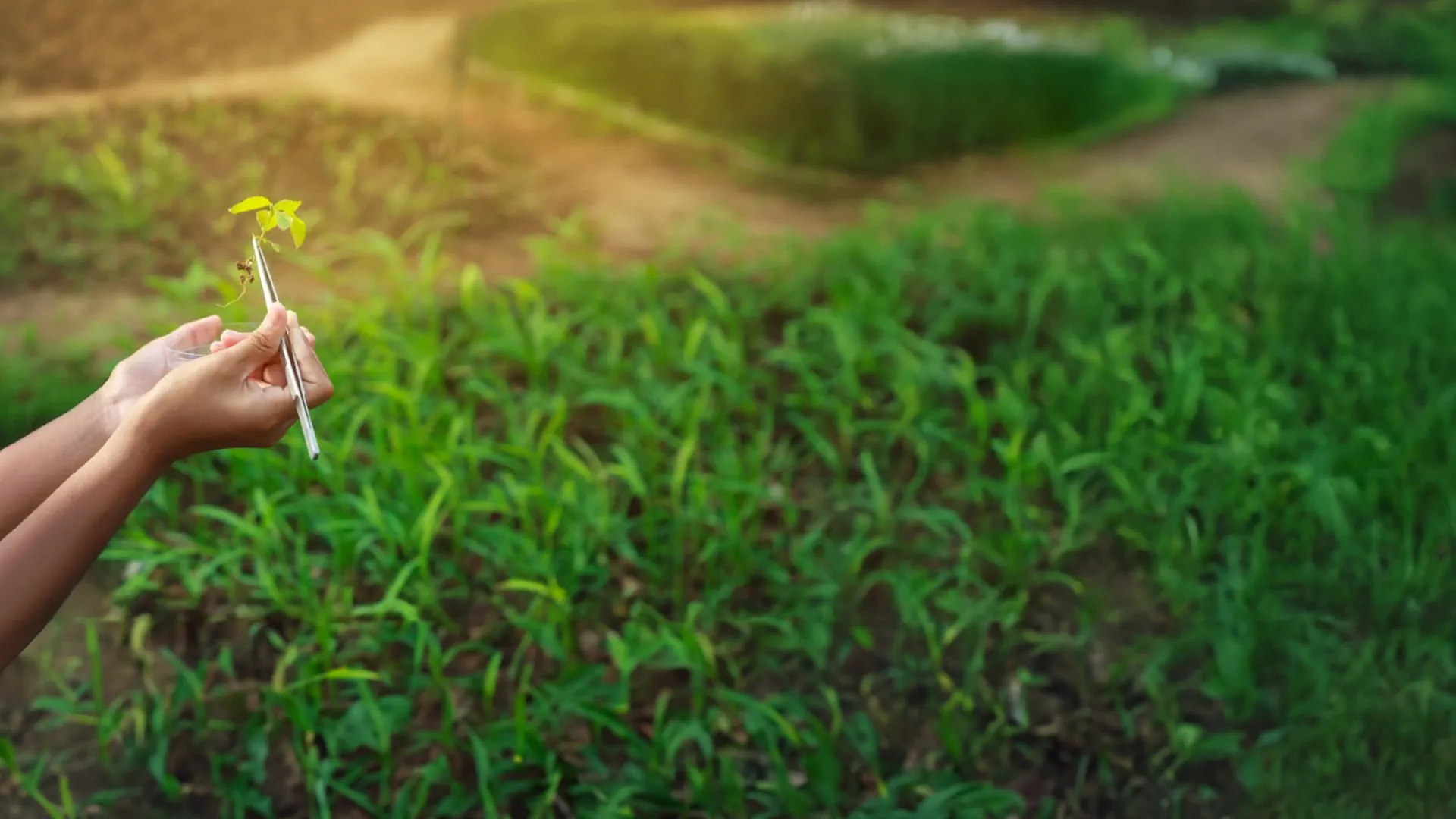 UAE issues updated laws on agricultural, veterinary quarantine 