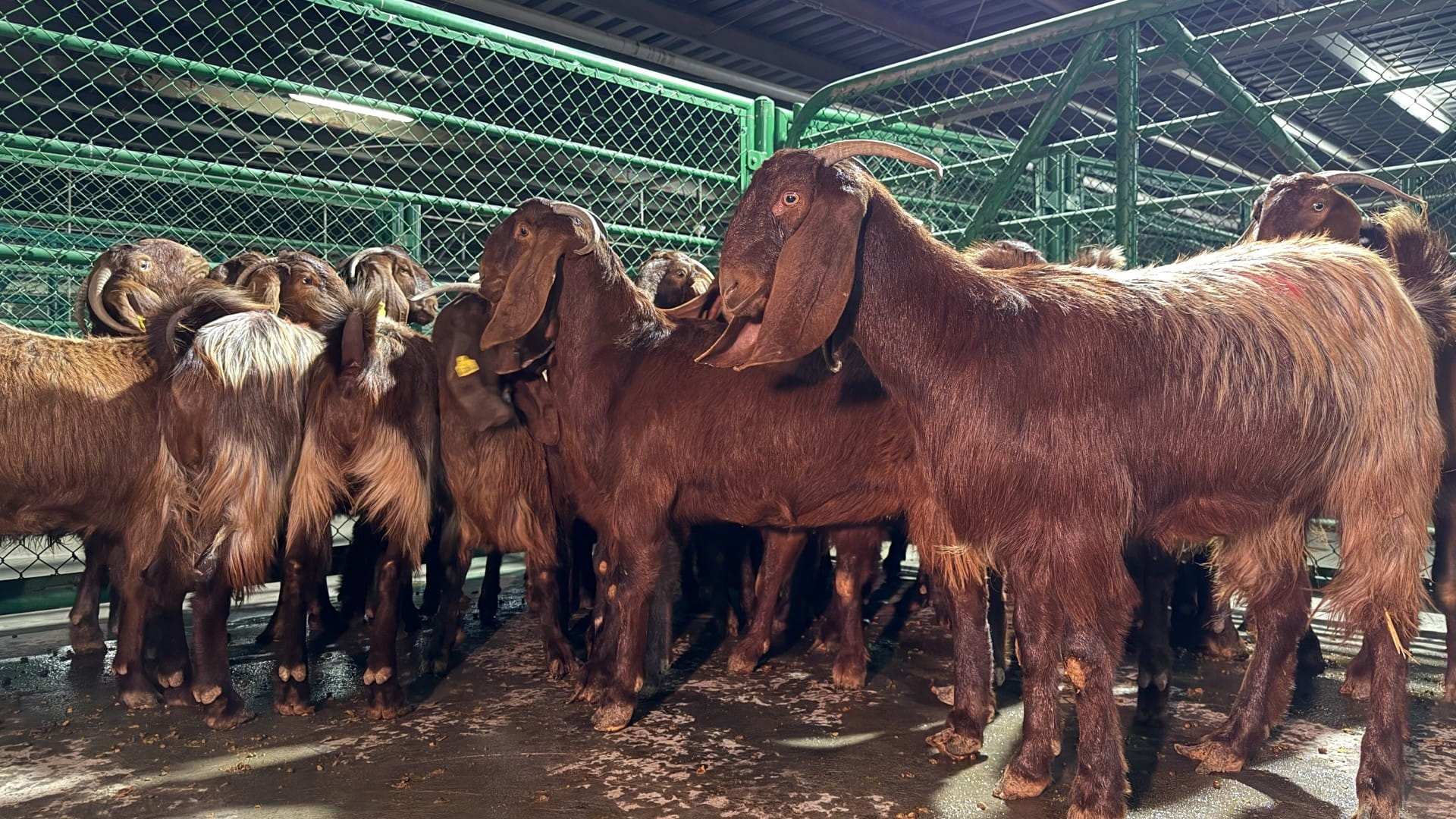 The second batch of goats arrives at Al Wusta Livestock Farm 
